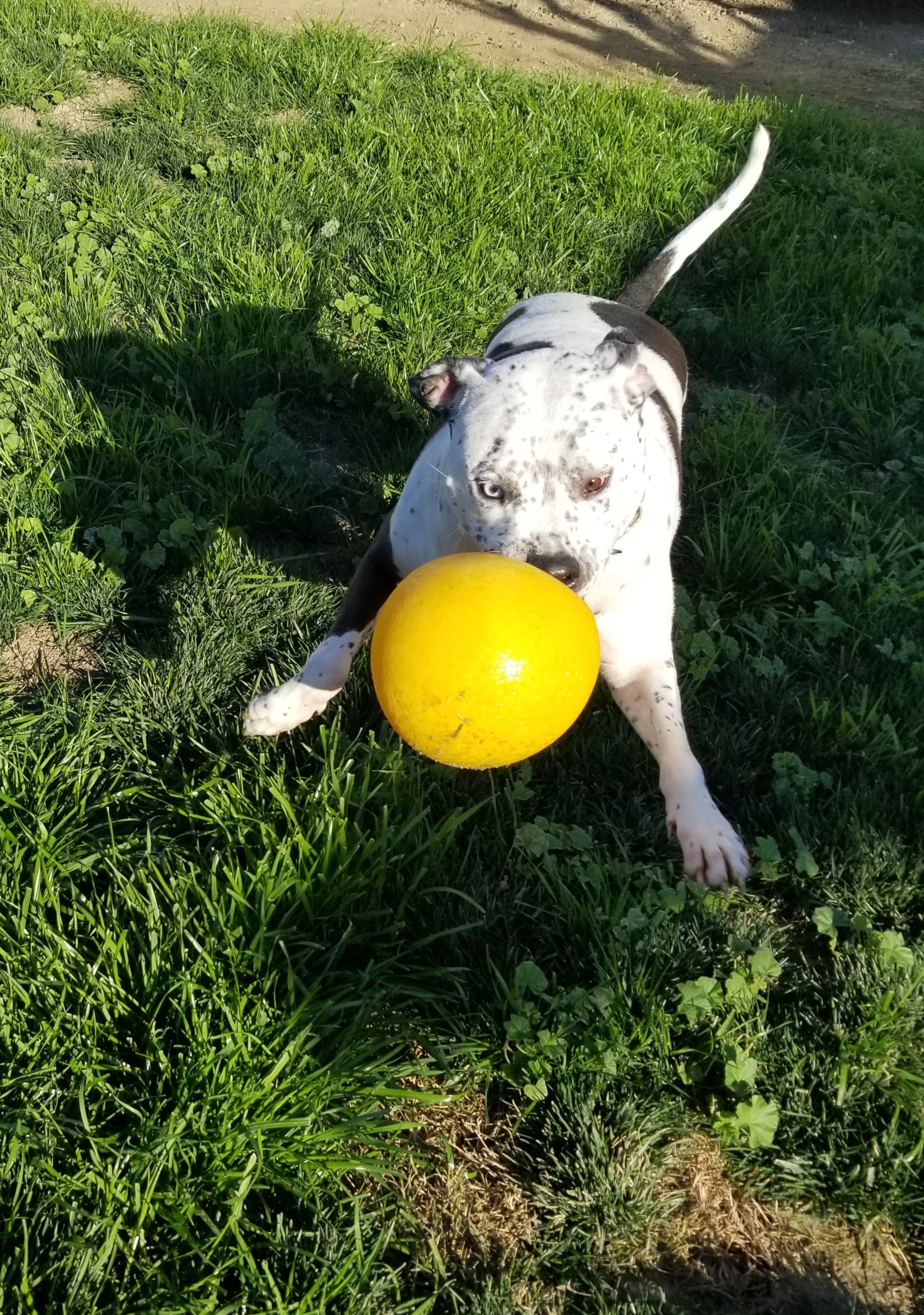 Frankie, a Adoptable mixed breed in Cantua Creek, CA image 1/12