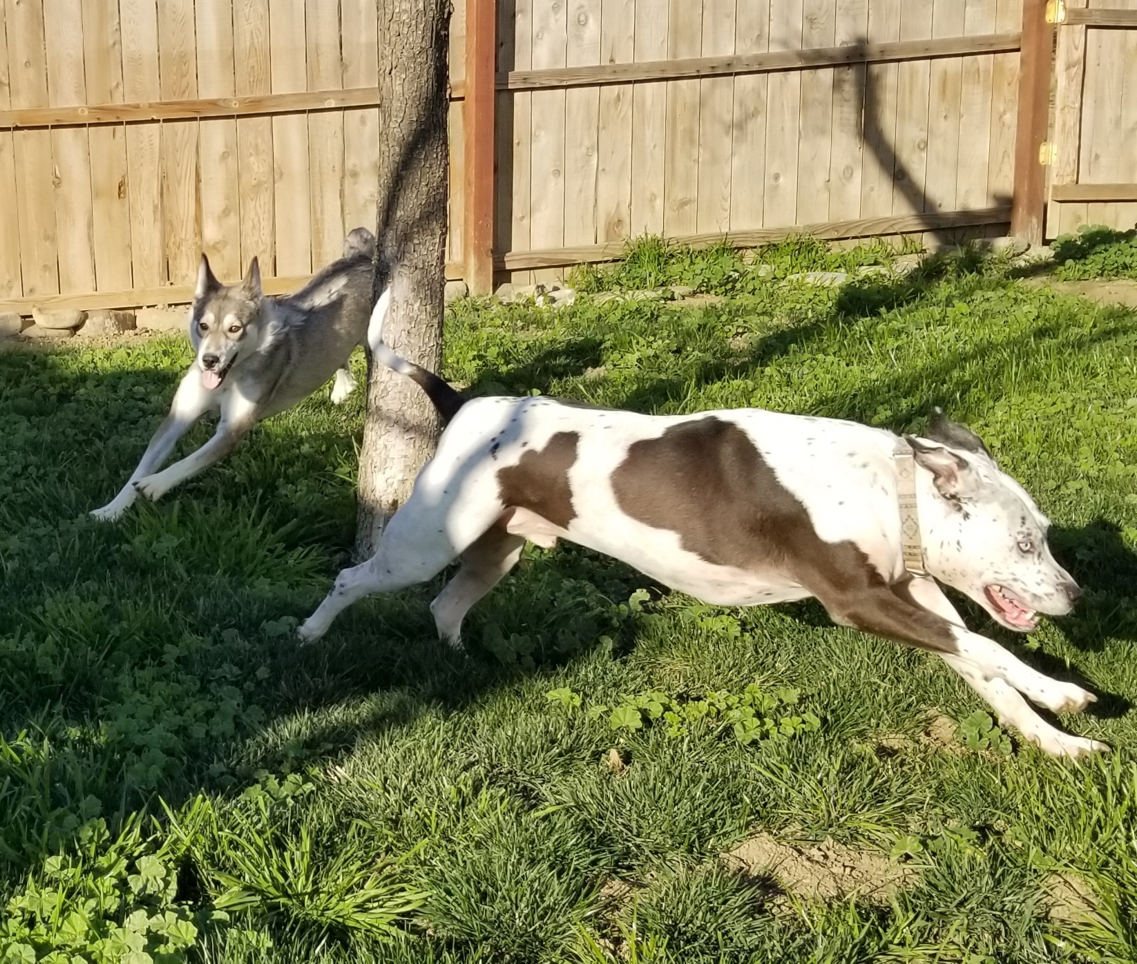 Frankie, a Adoptable mixed breed in Cantua Creek, CA image 2/12
