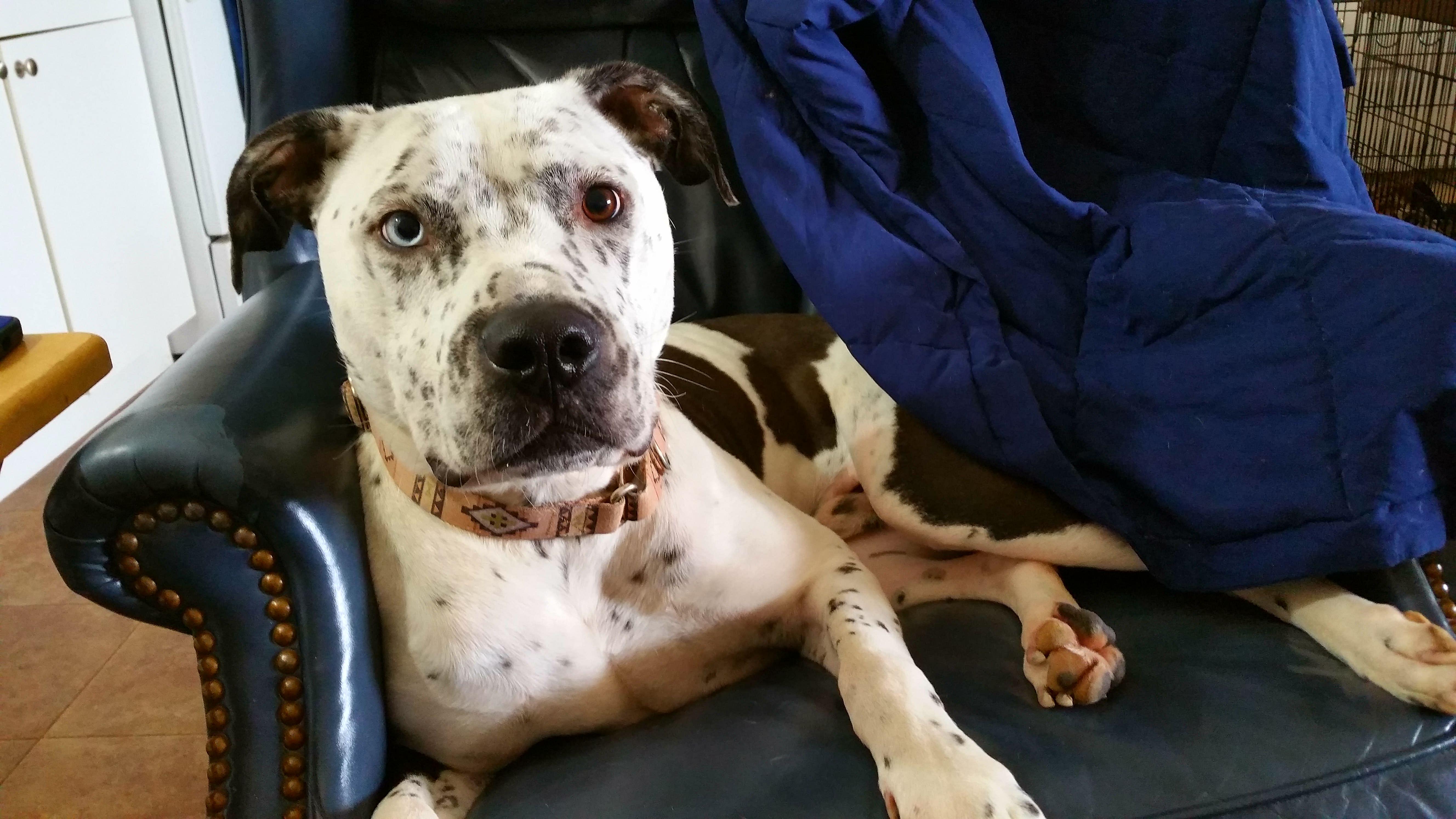 Frankie, a Adoptable mixed breed in Cantua Creek, CA image 4/12