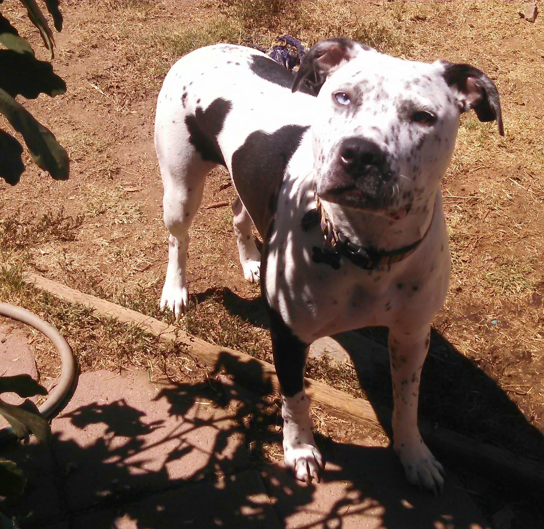Frankie photo 3