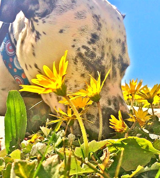 Frankie photo 4