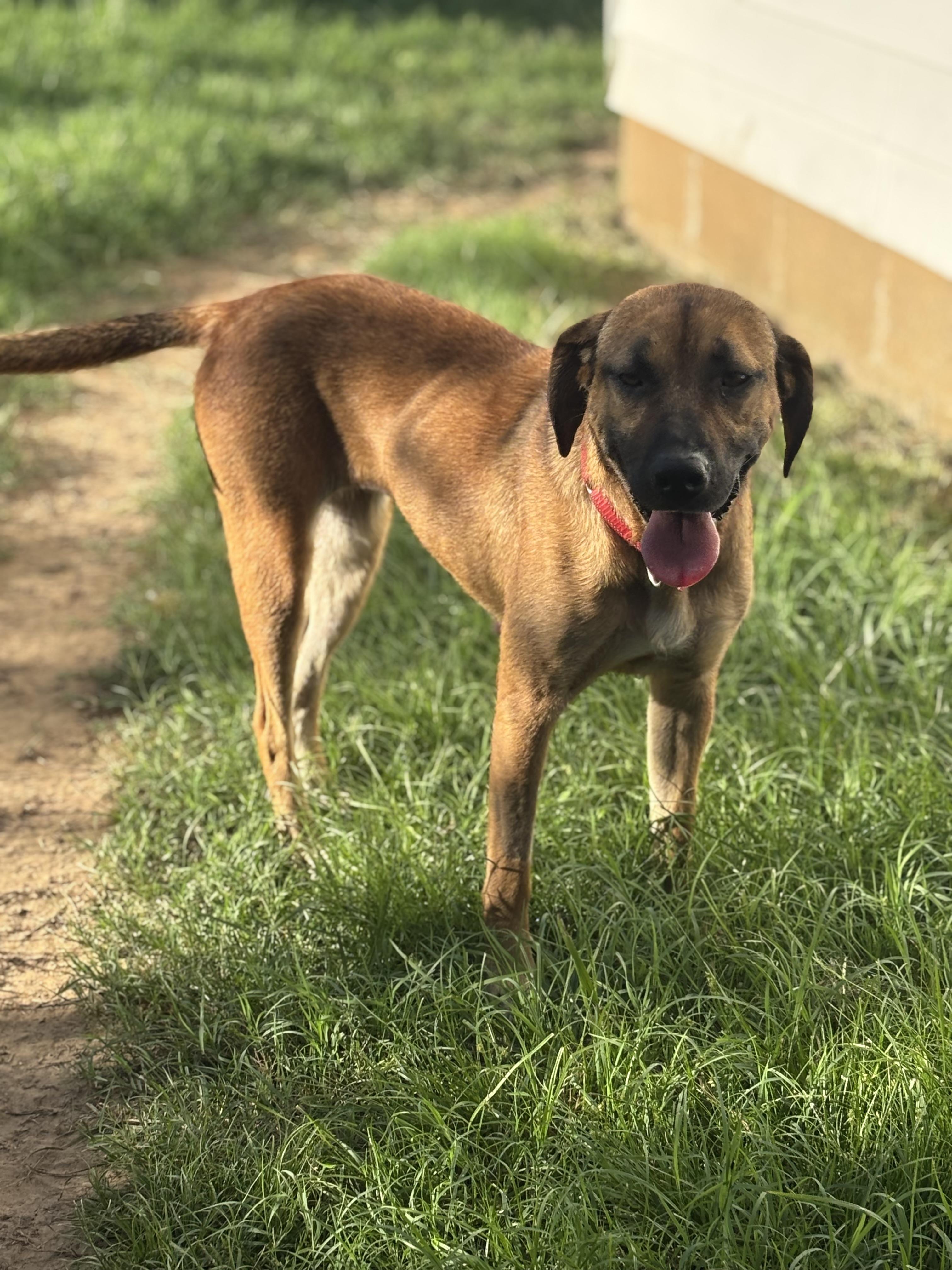 Enlarge Nala, a Adoptable mixed breed in Meeker, OK image 3/4