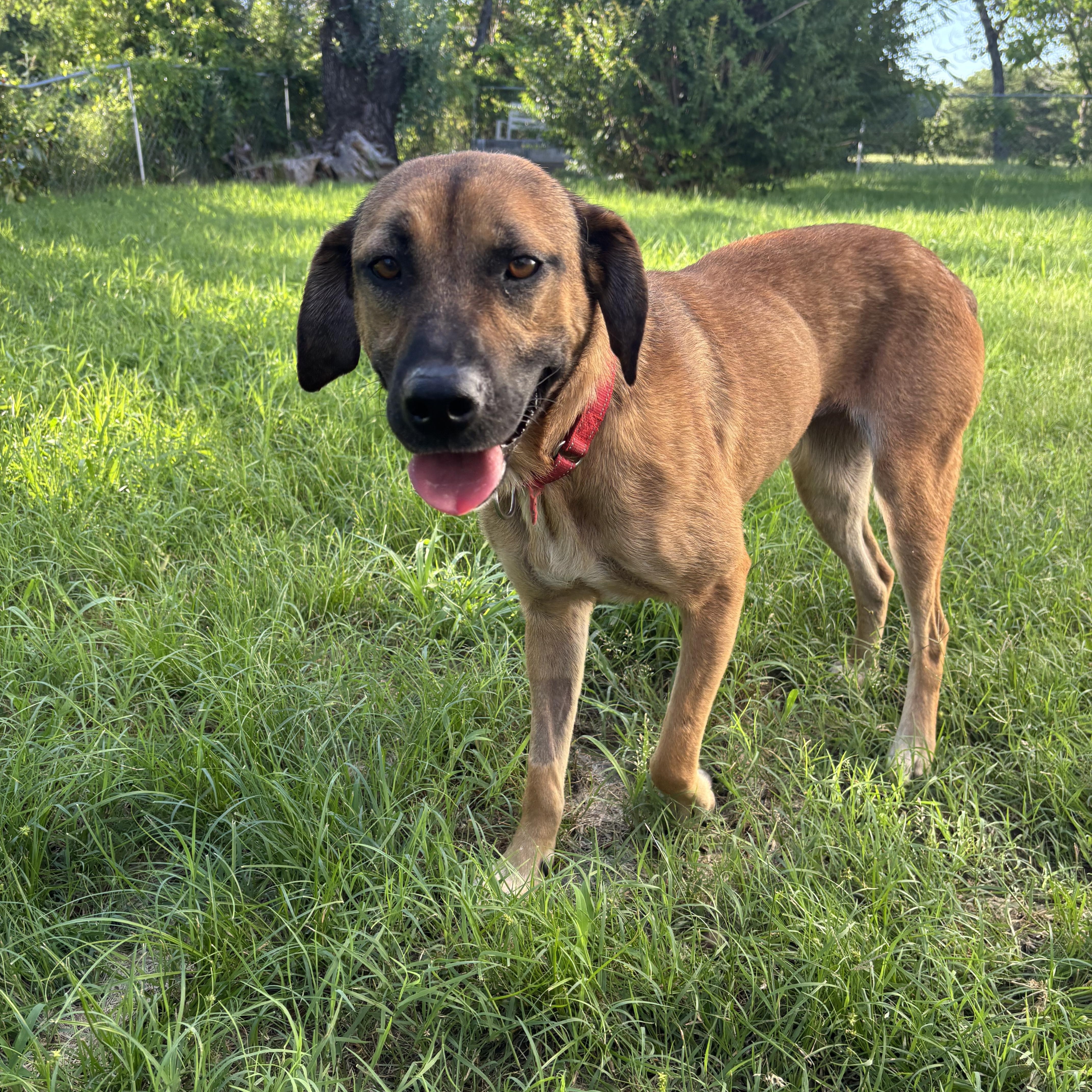 Nala, Adoptable, Adult Female Black Mouth Cur.
