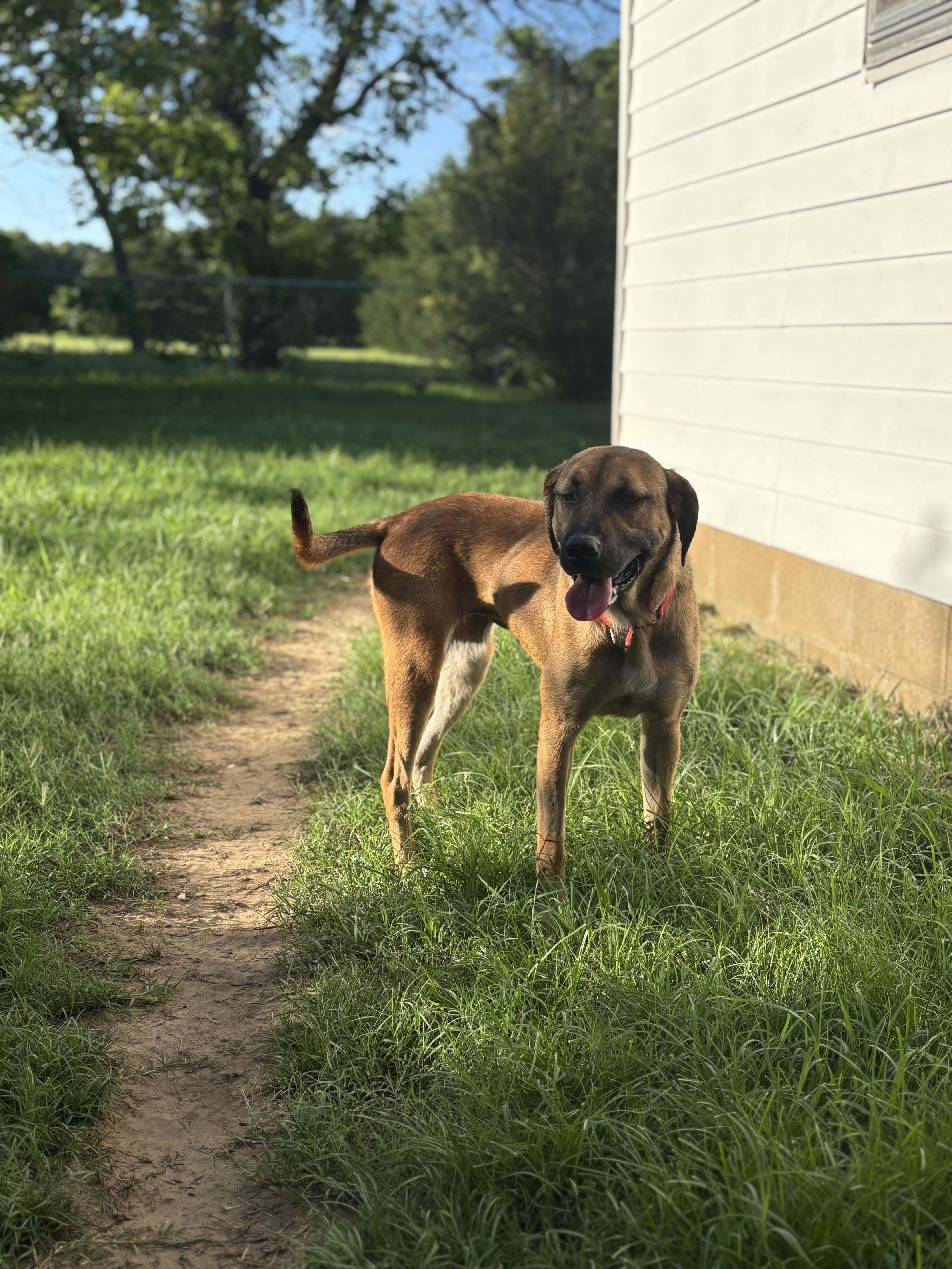 Enlarge Nala, a Adoptable mixed breed in Meeker, OK image 4/4