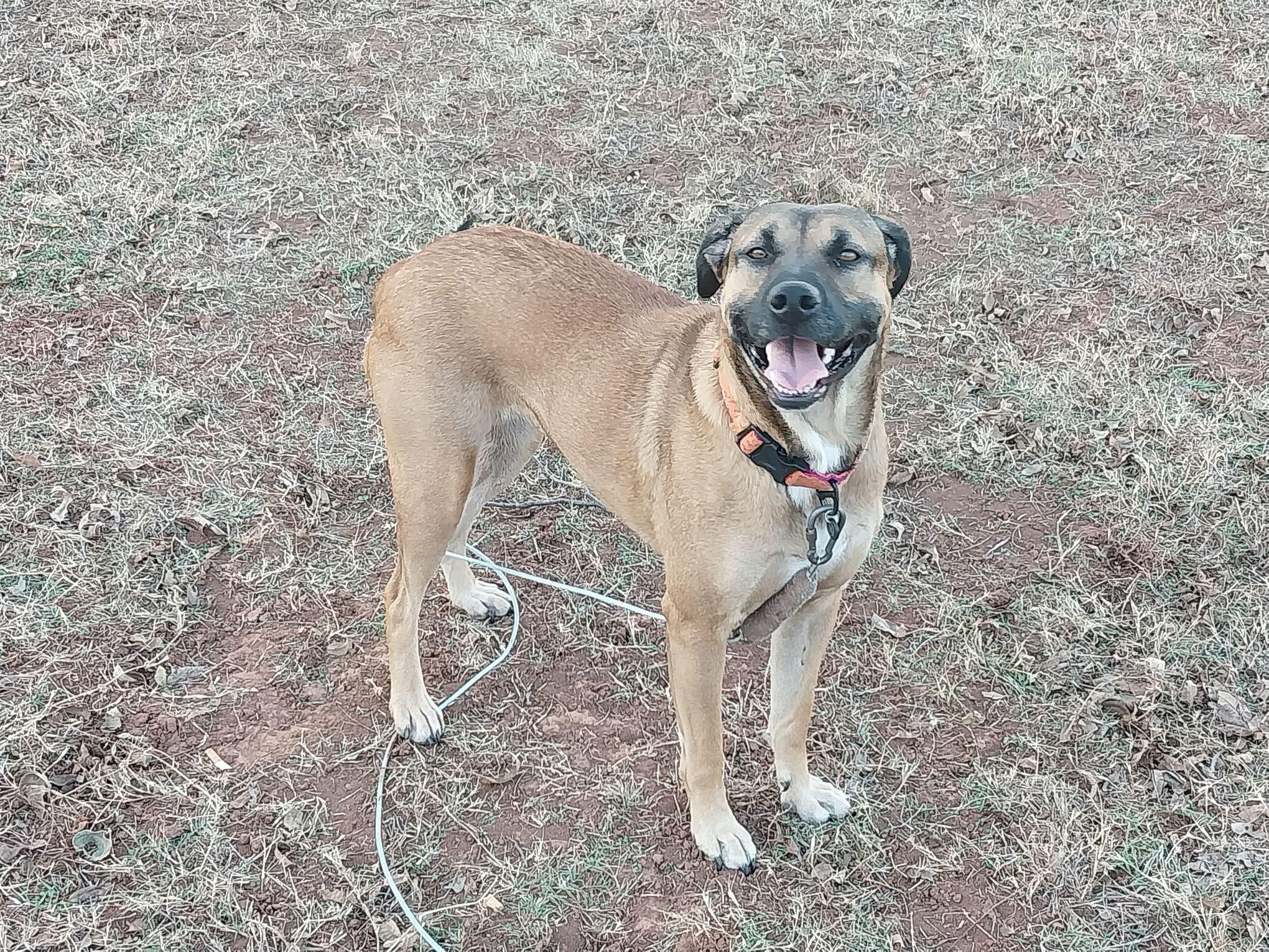 Enlarge Nala, a Adoptable mixed breed in Meeker, OK image 1/4