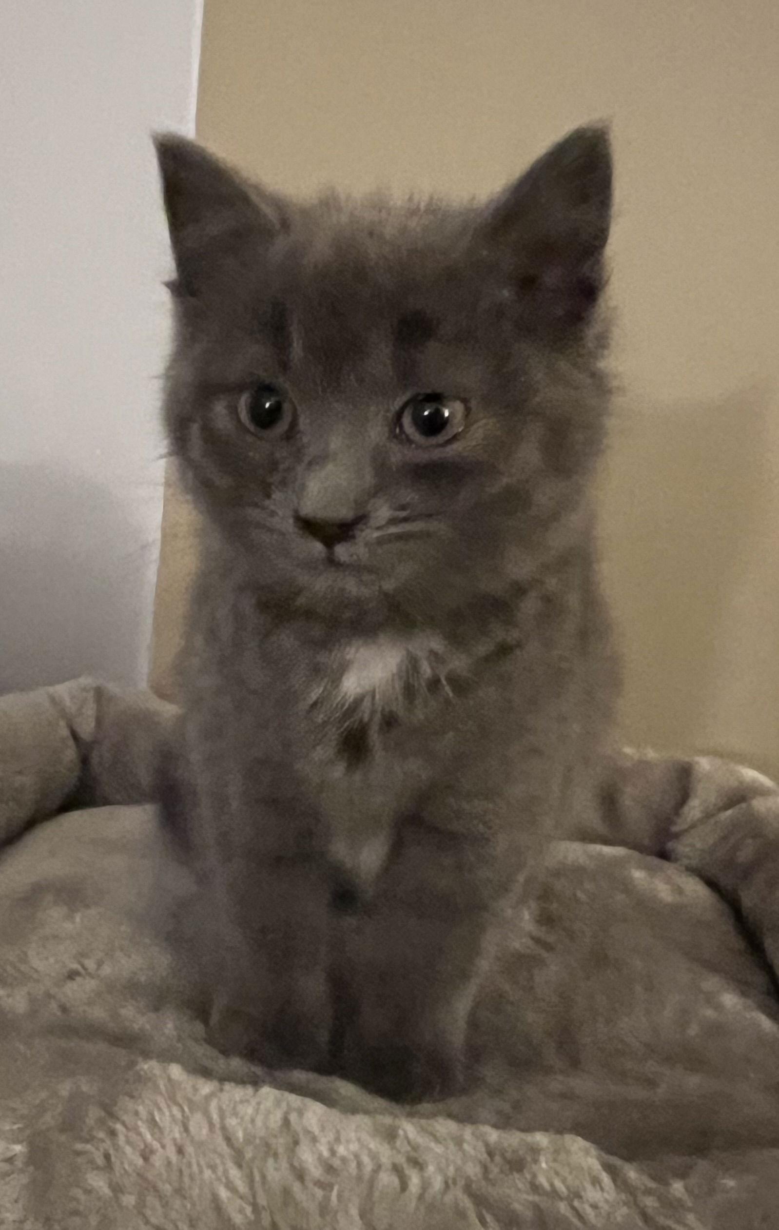 Enlarge Willow, a Adopted Domestic Short Hair in Elkins, WV image 1/1