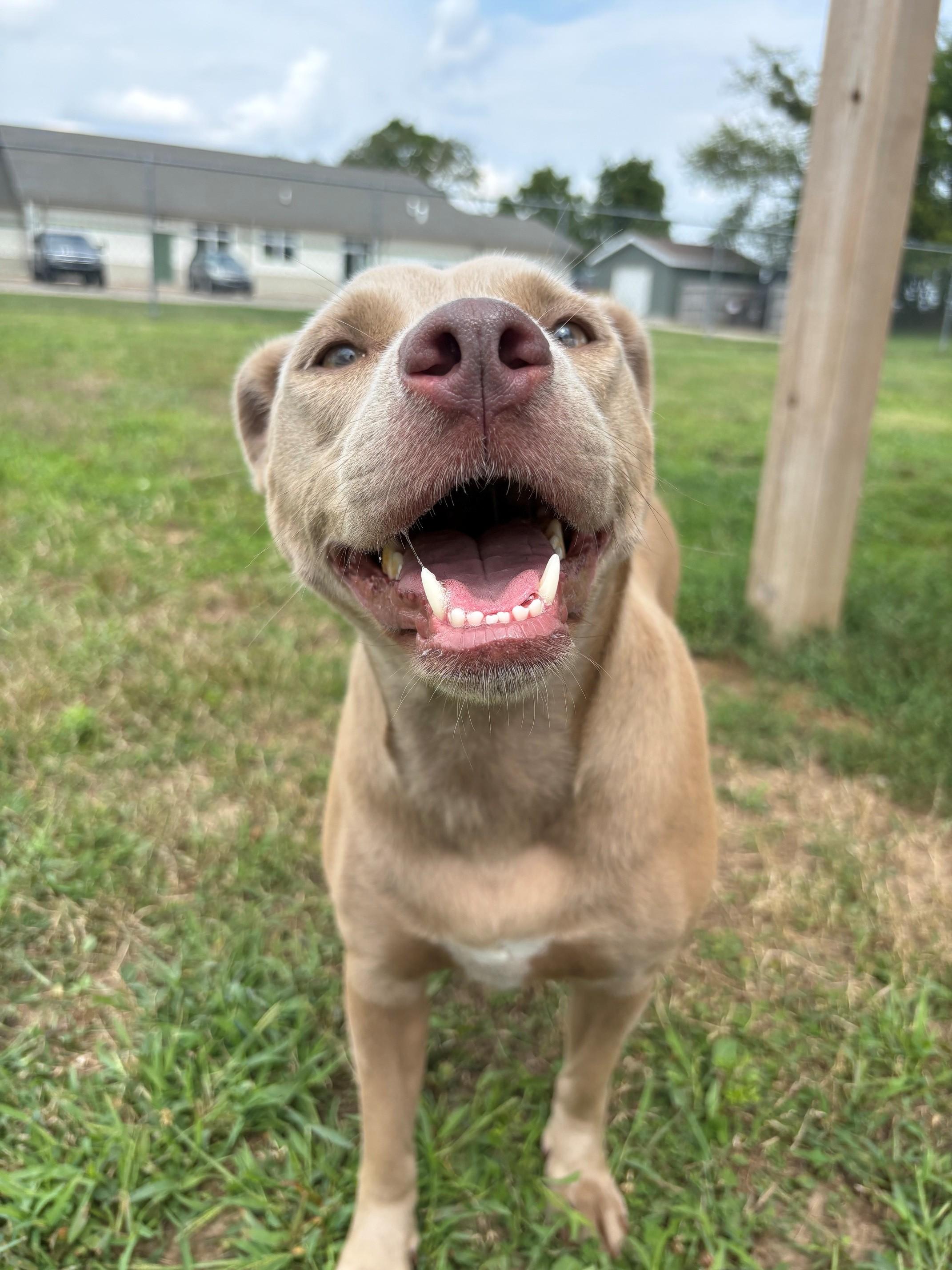 Silver, an adopted Mixed Breed in Ionia, MI image 5/6