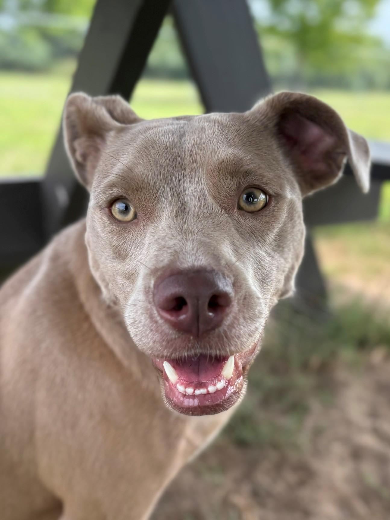 Silver, an adopted Mixed Breed in Ionia, MI image 6/6