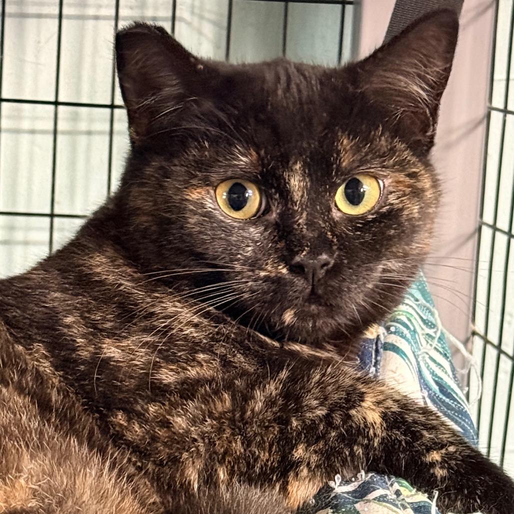 Enlarge Minestrone, a Adoptable Domestic Short Hair in Redwood Valley, CA image 1/1