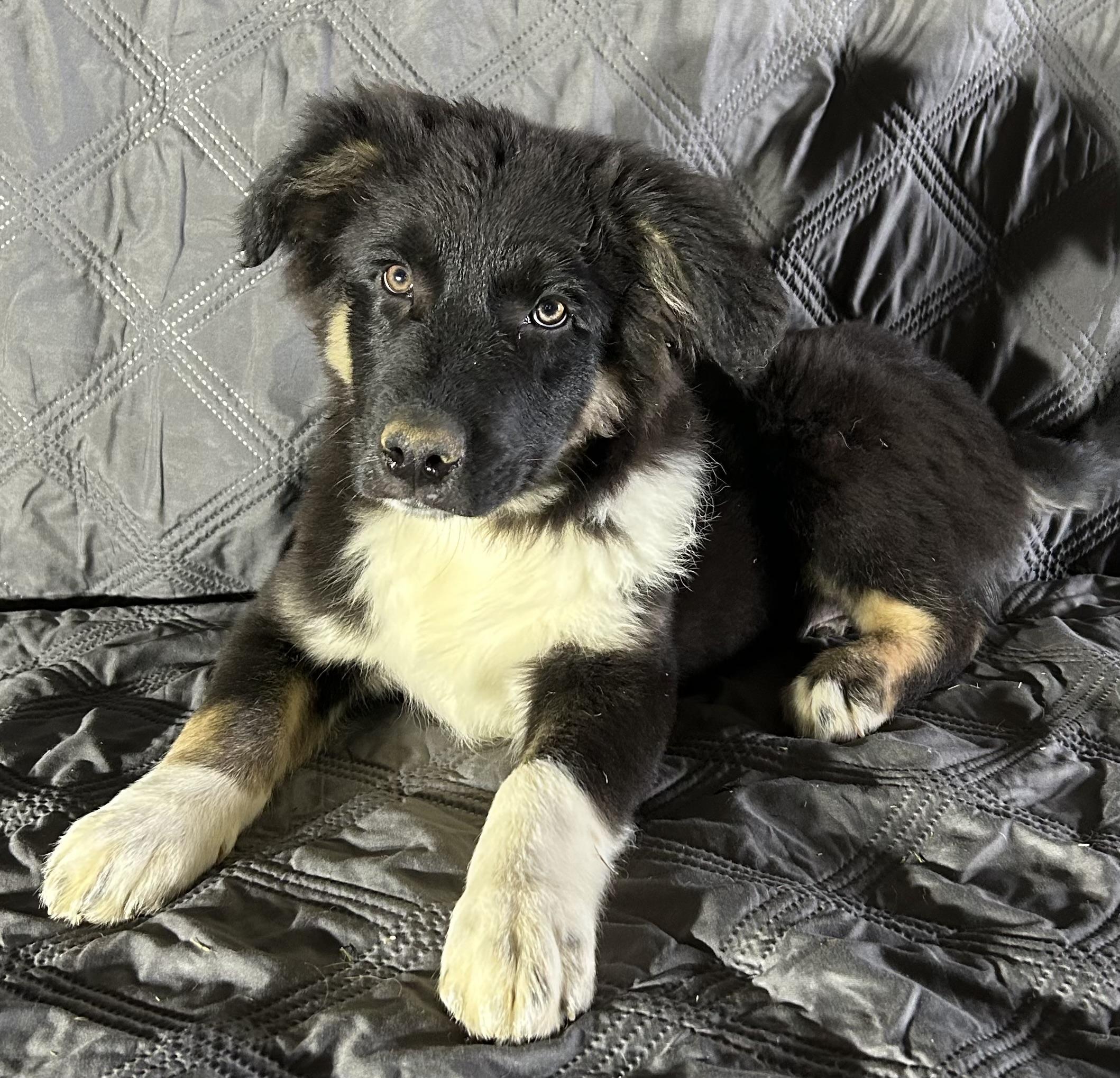 Enlarge Killian , an adopted mixed breed in High Ridge, MO image 2/3