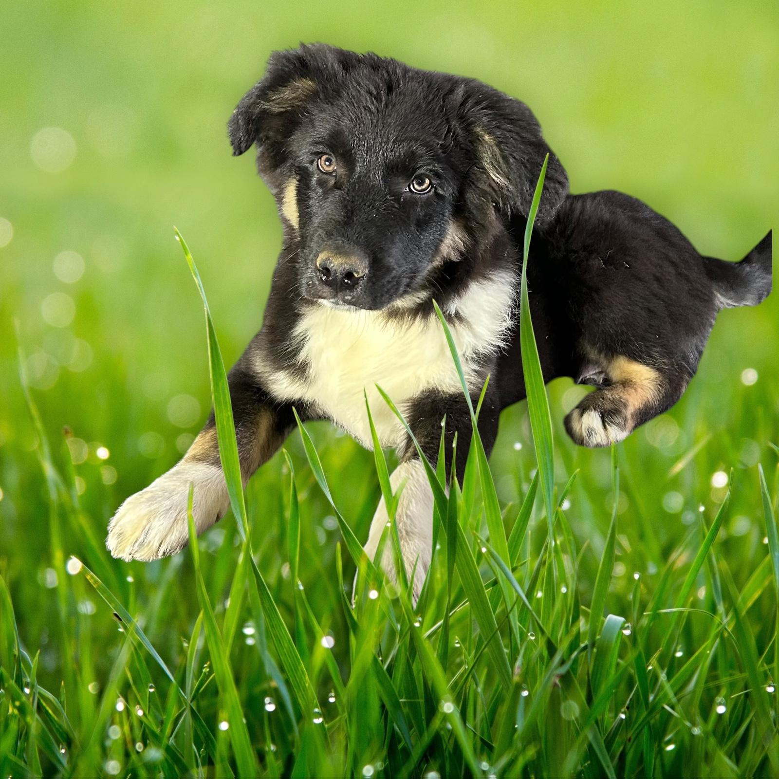 Enlarge Killian , an adopted mixed breed in High Ridge, MO image 3/3