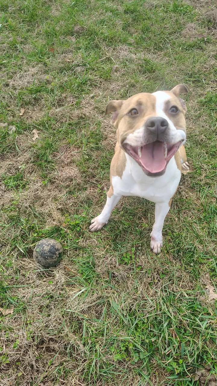 Enlarge Pumpkin, a ADOPTABLE Boxer in Brownstown, IN image 1/3