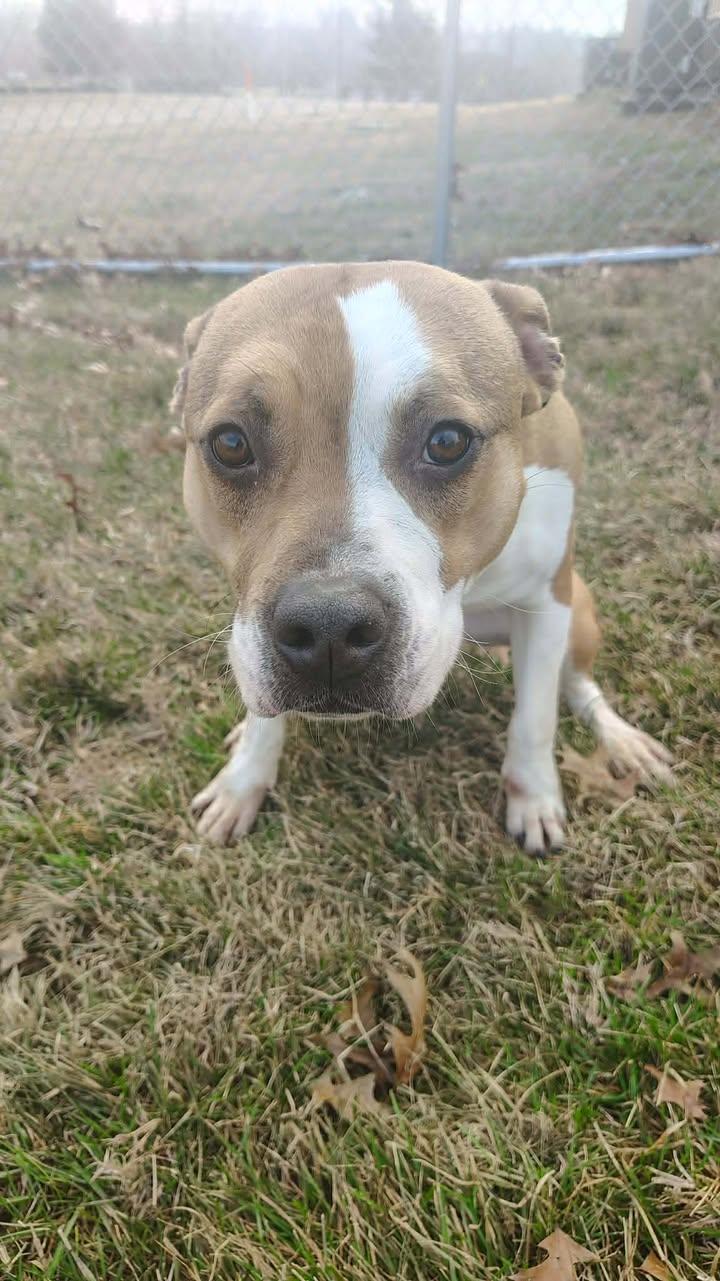 Enlarge Pumpkin, a ADOPTABLE Boxer in Brownstown, IN image 3/3