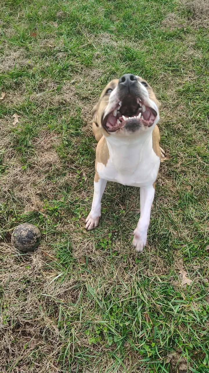 Enlarge Pumpkin, a ADOPTABLE Boxer in Brownstown, IN image 2/3