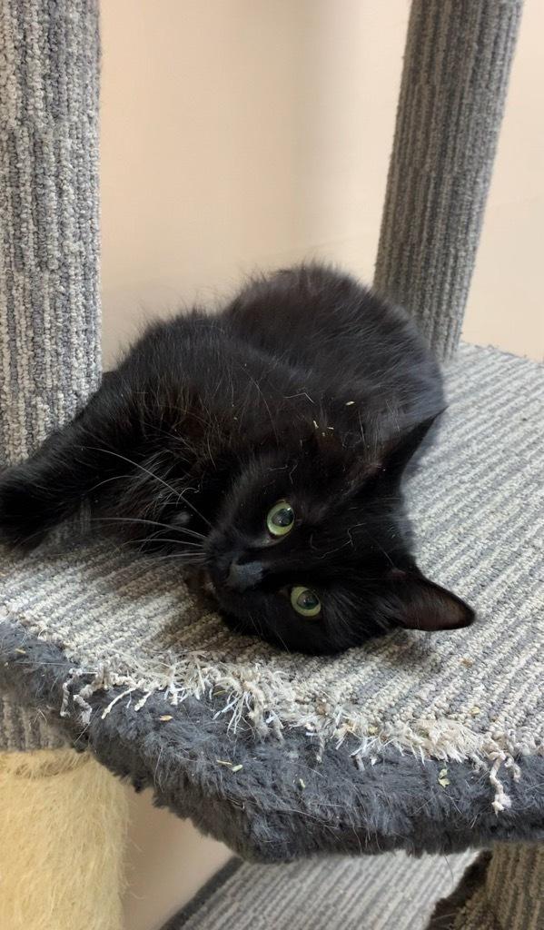 Goosey, an adoptable Domestic Long Hair in wetaskiwin, AB, t9a 2j4 | Photo Image 1