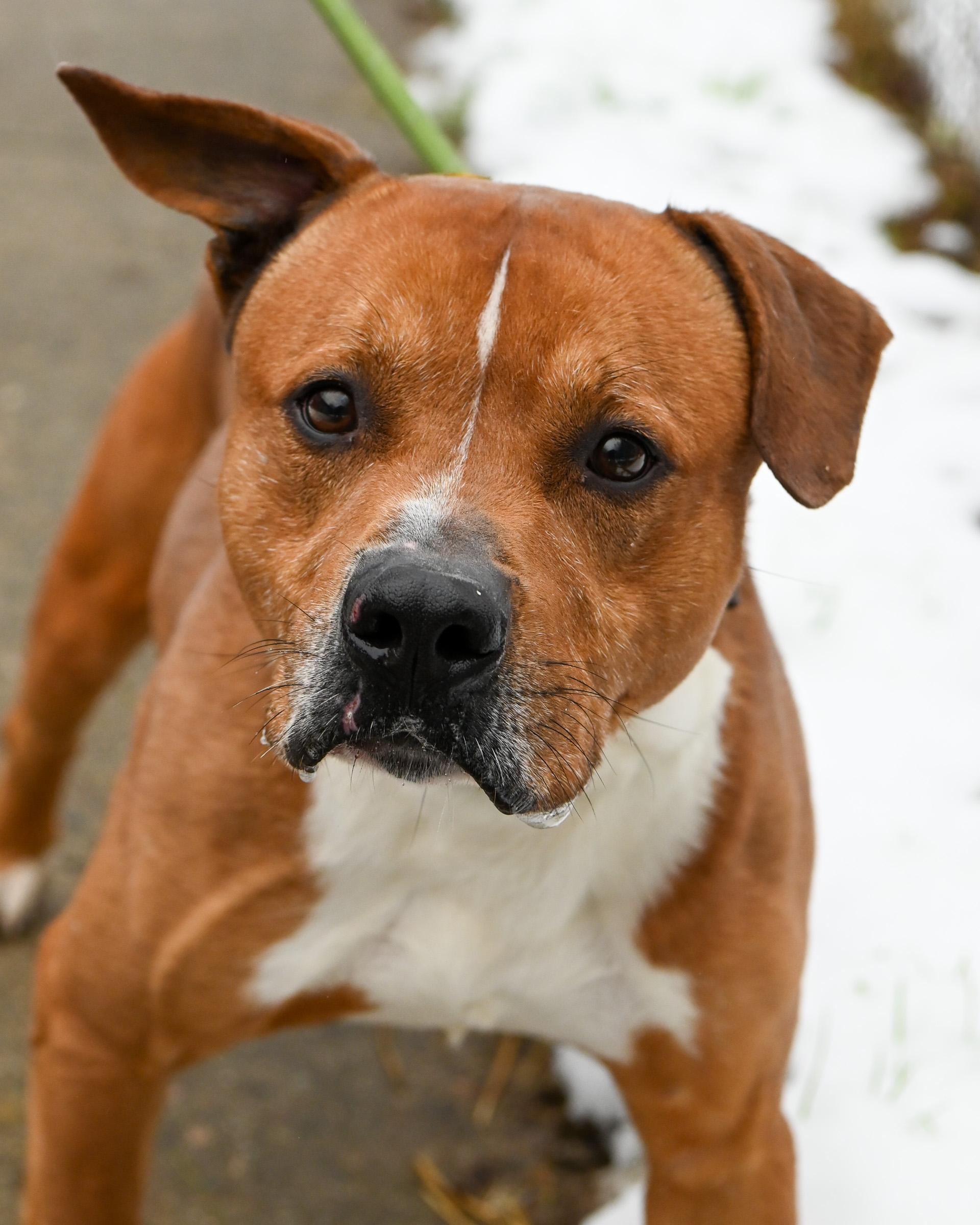 Enlarge Parker James, a Adoptable mixed breed in Petersburg, VA image 1/6
