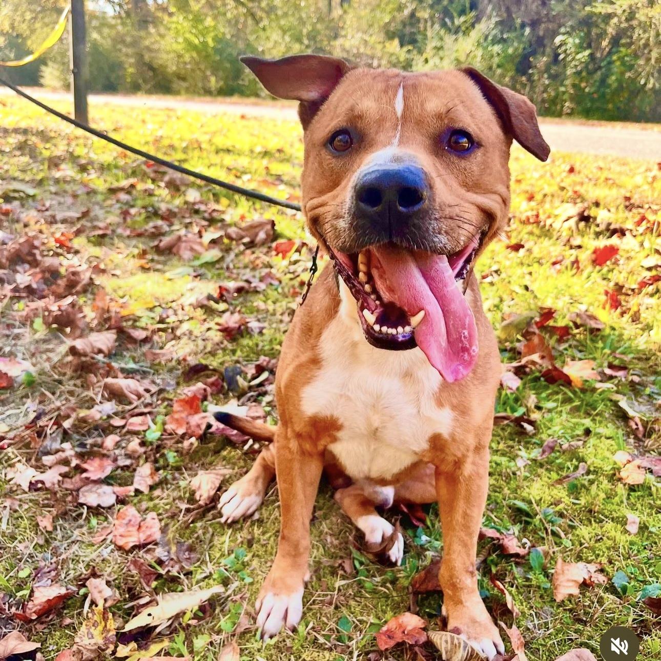 Parker James, Adoptable, Adult Male Mixed Breed & Labrador Retriever.