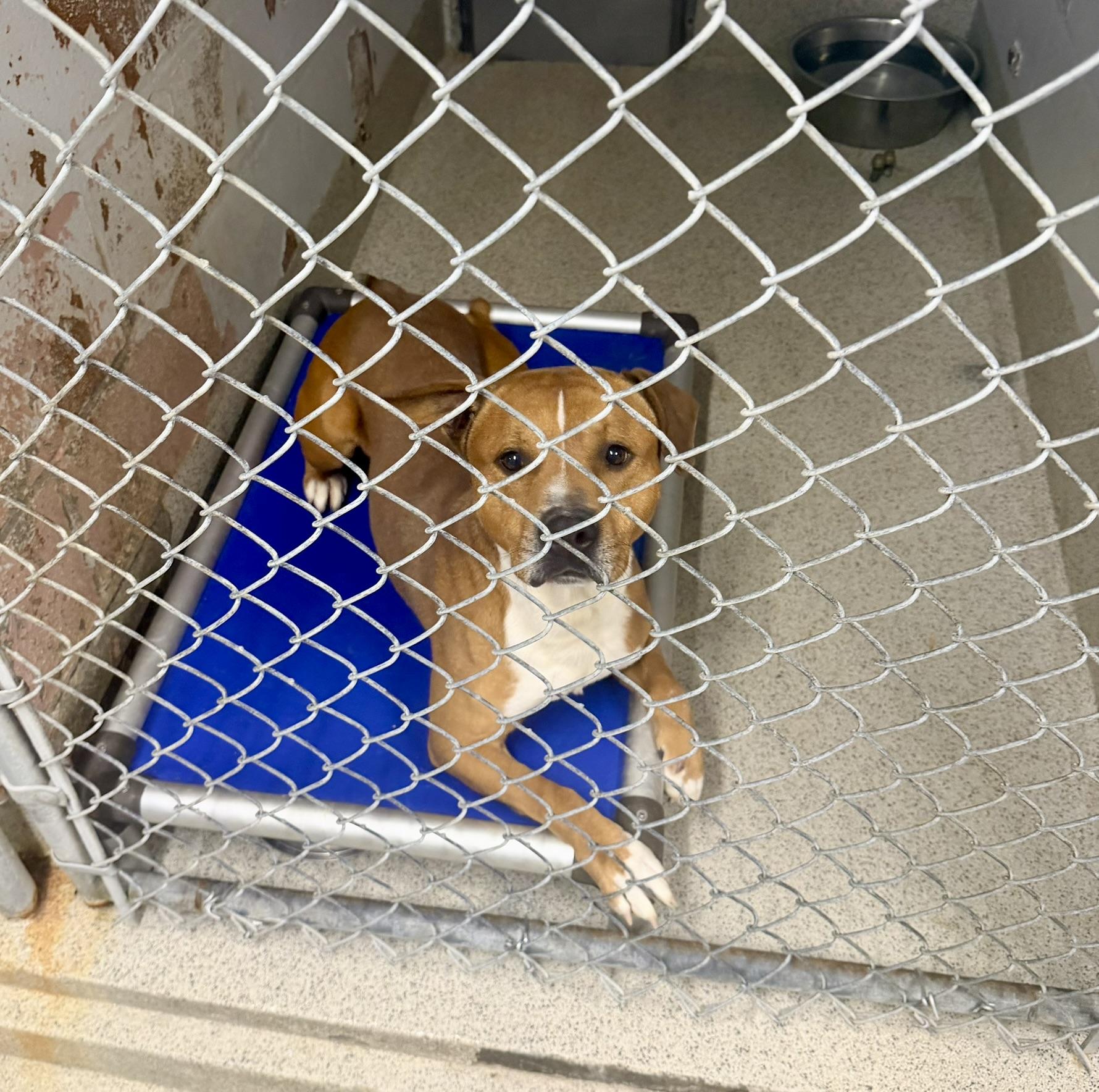 Enlarge Parker James, a Adoptable mixed breed in Petersburg, VA image 3/6