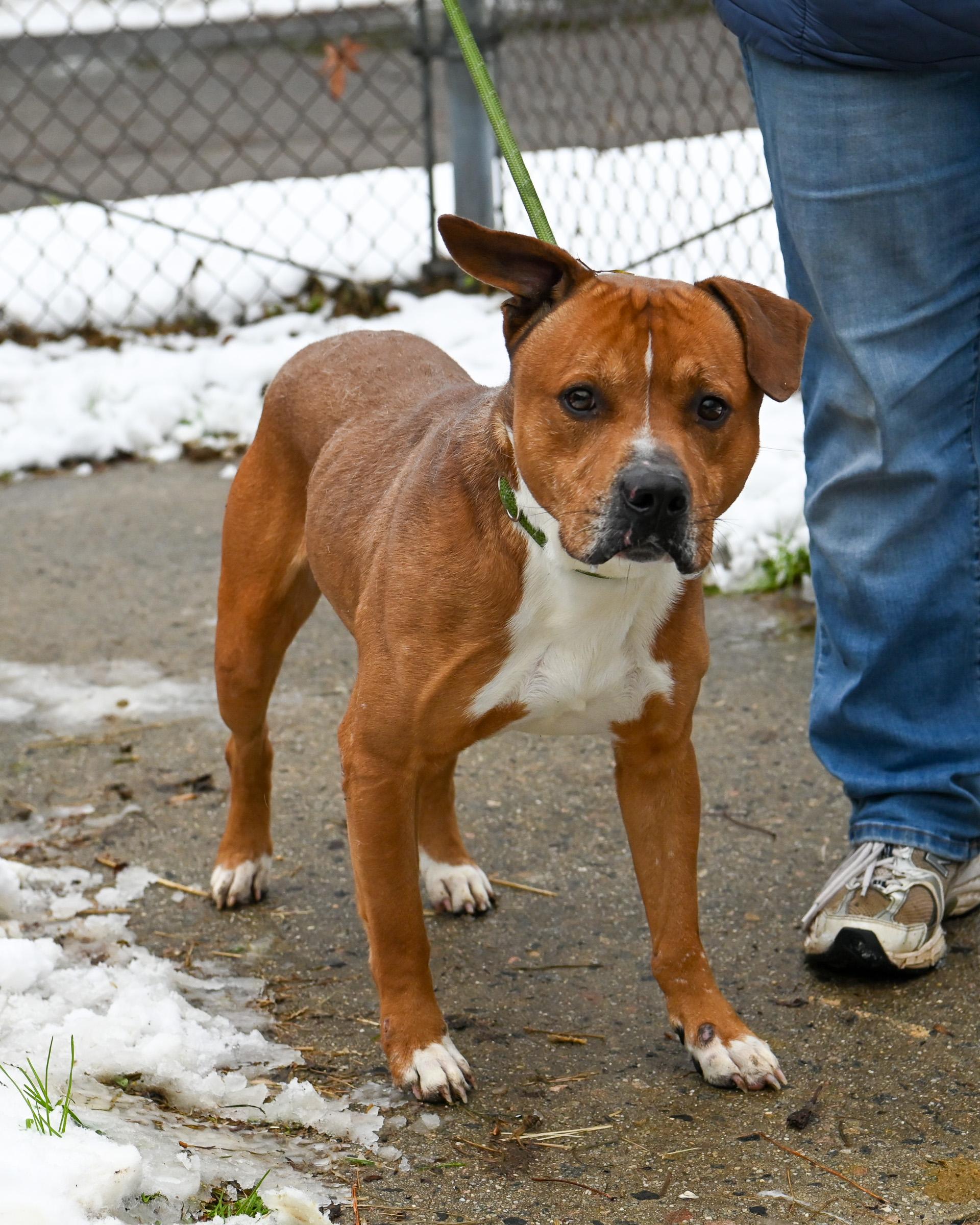 Enlarge Parker James, a Adoptable mixed breed in Petersburg, VA image 4/6
