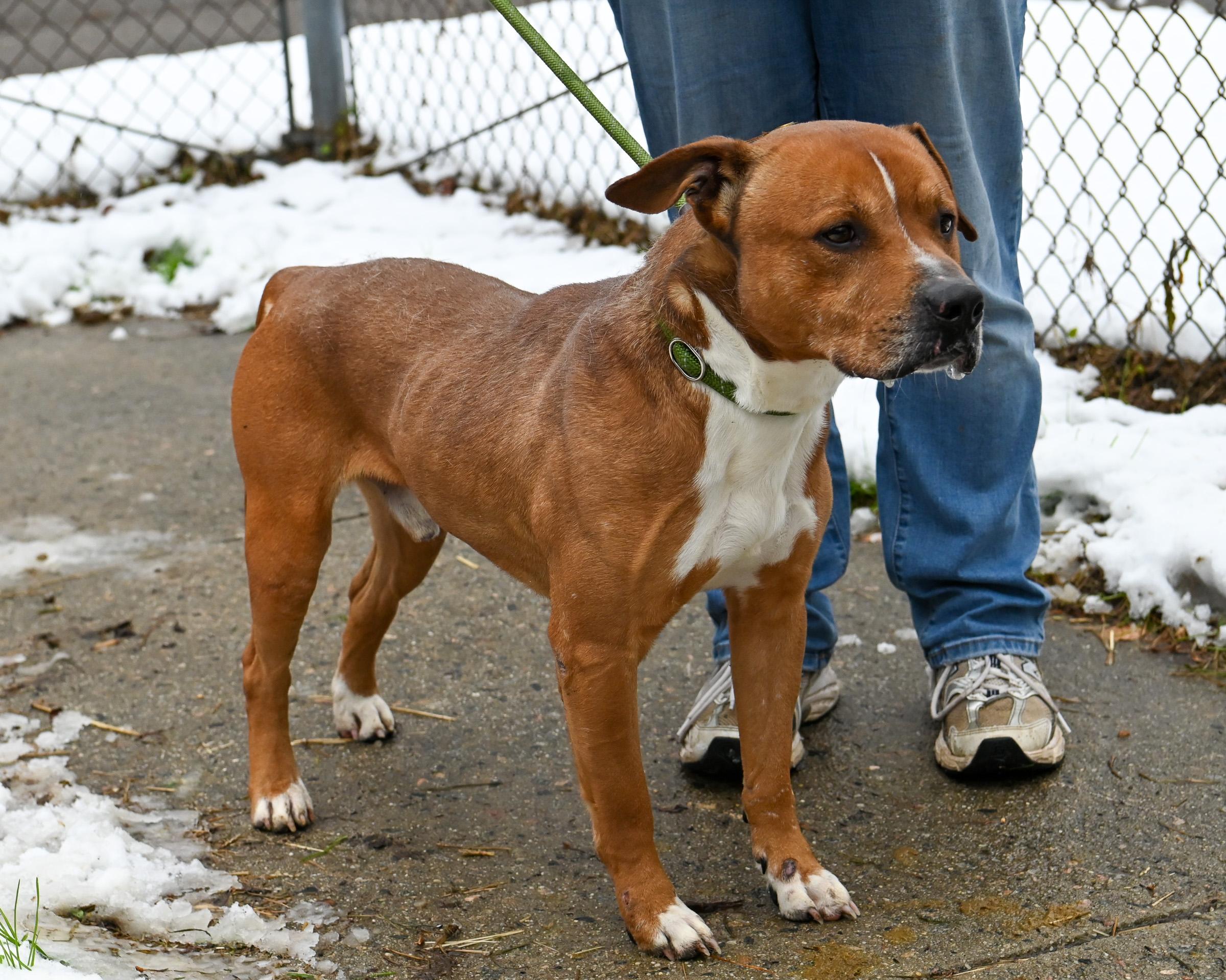 Enlarge Parker James, a Adoptable mixed breed in Petersburg, VA image 5/6