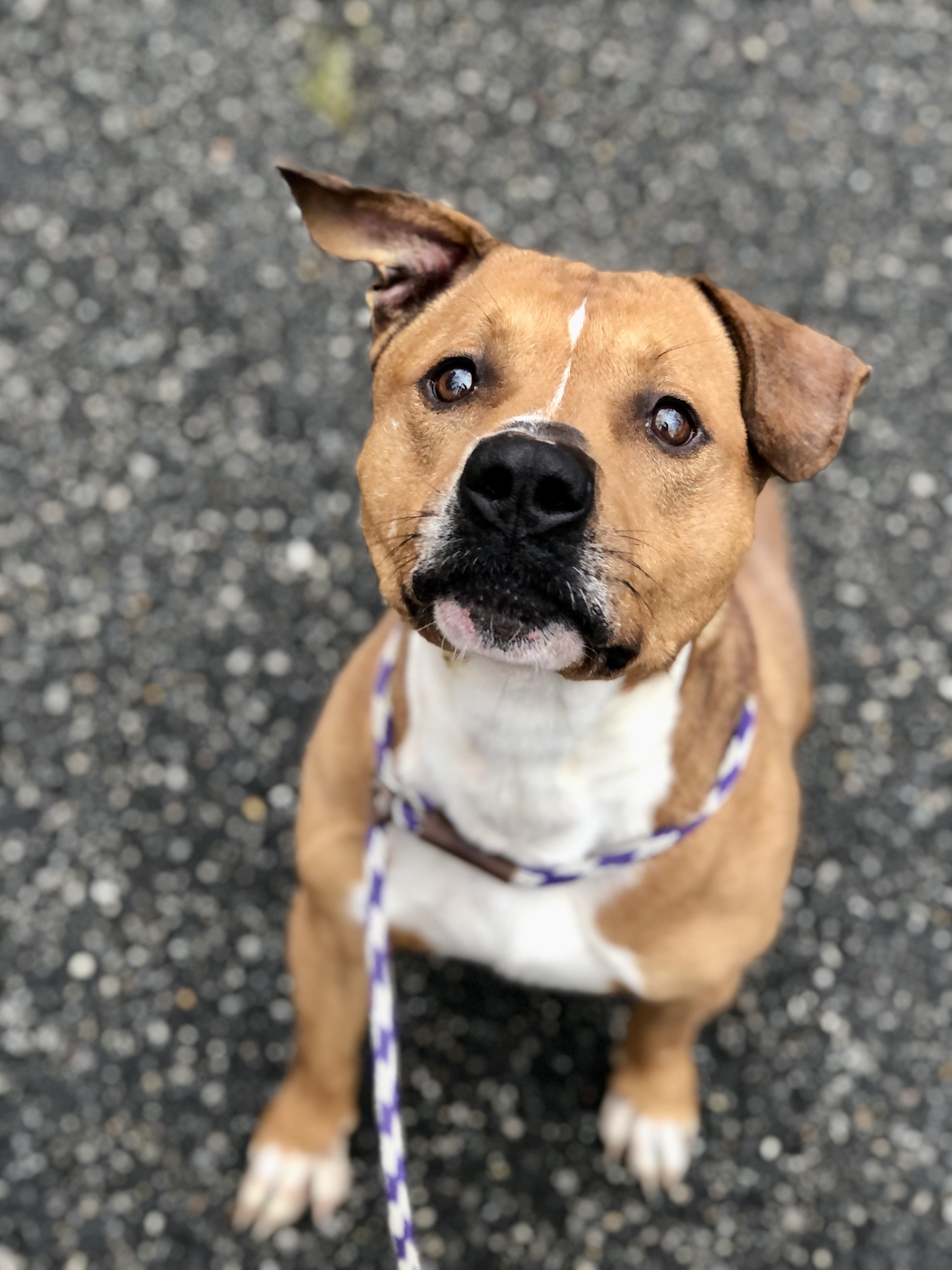 Enlarge Parker James, a Adoptable mixed breed in Petersburg, VA image 6/6