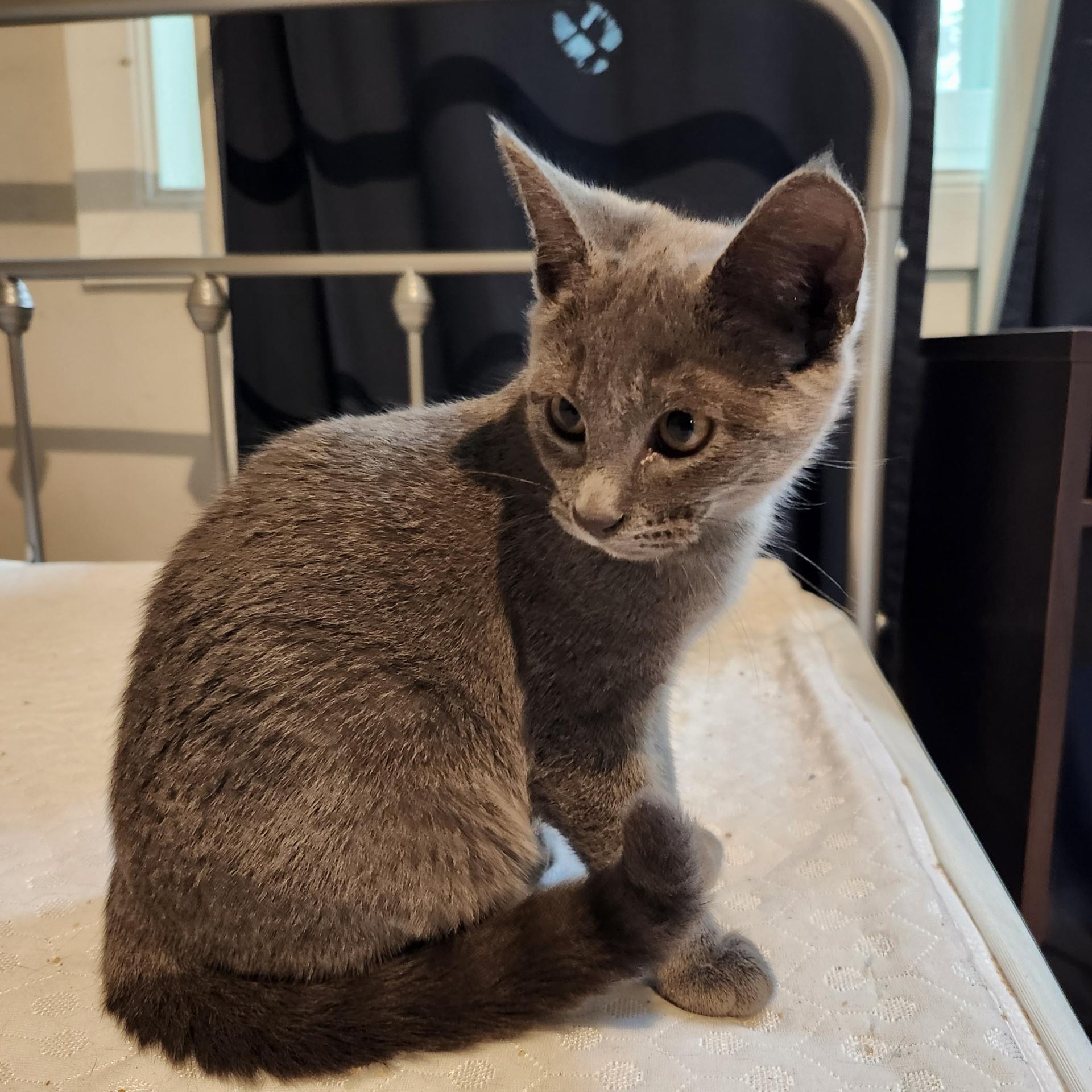 Turner INDOOR ONLY , an adopted mixed breed in Stockton, CA image 1/6