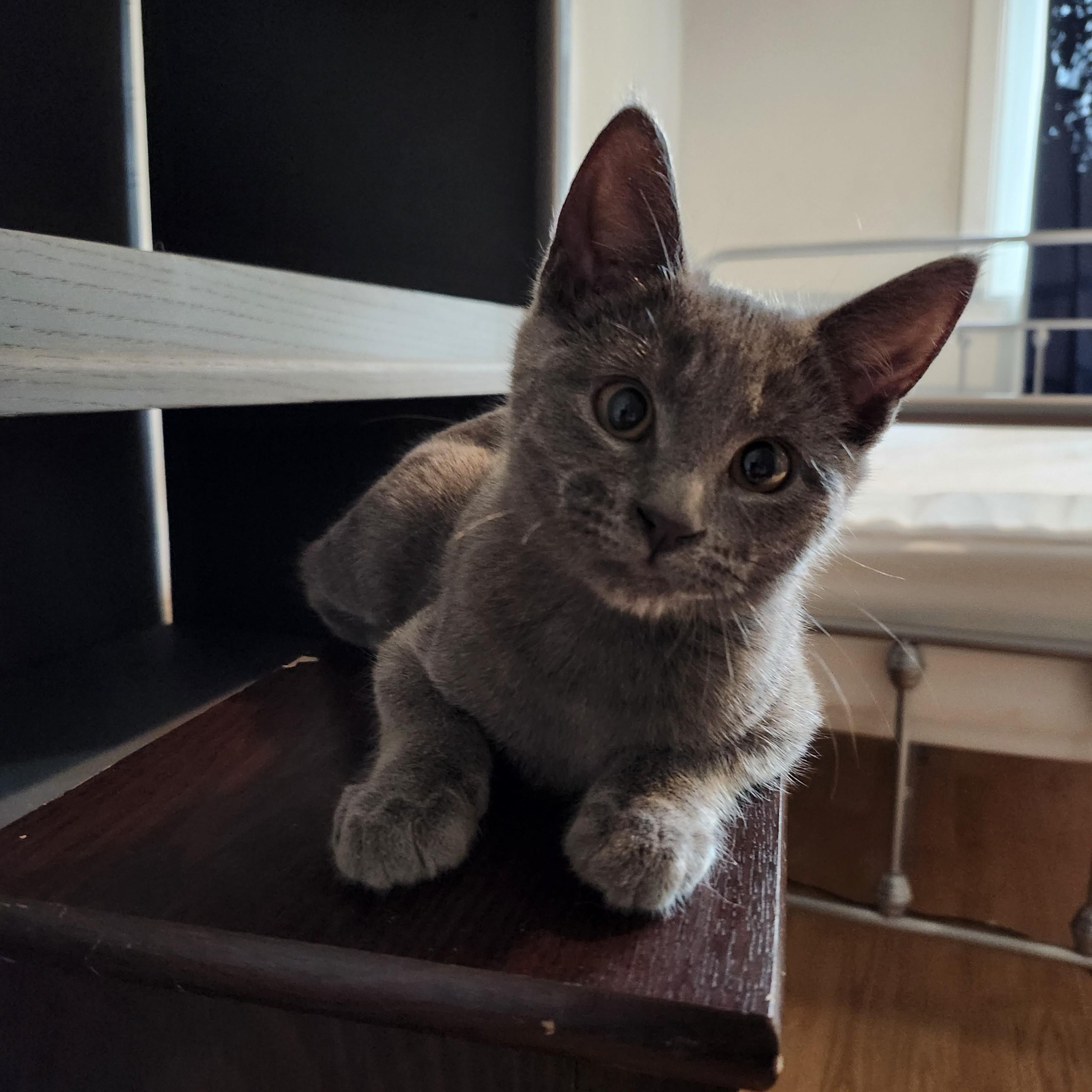 Turner INDOOR ONLY , an adopted mixed breed in Stockton, CA image 2/6