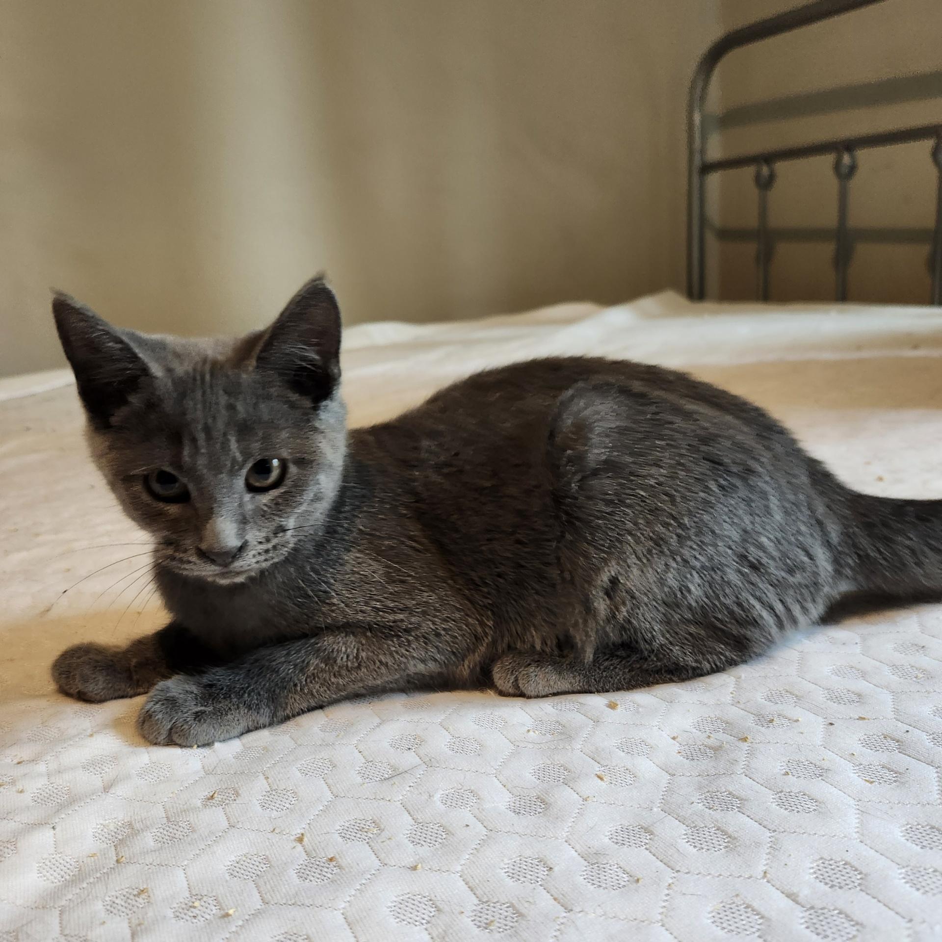 Turner INDOOR ONLY , an adopted mixed breed in Stockton, CA image 3/6