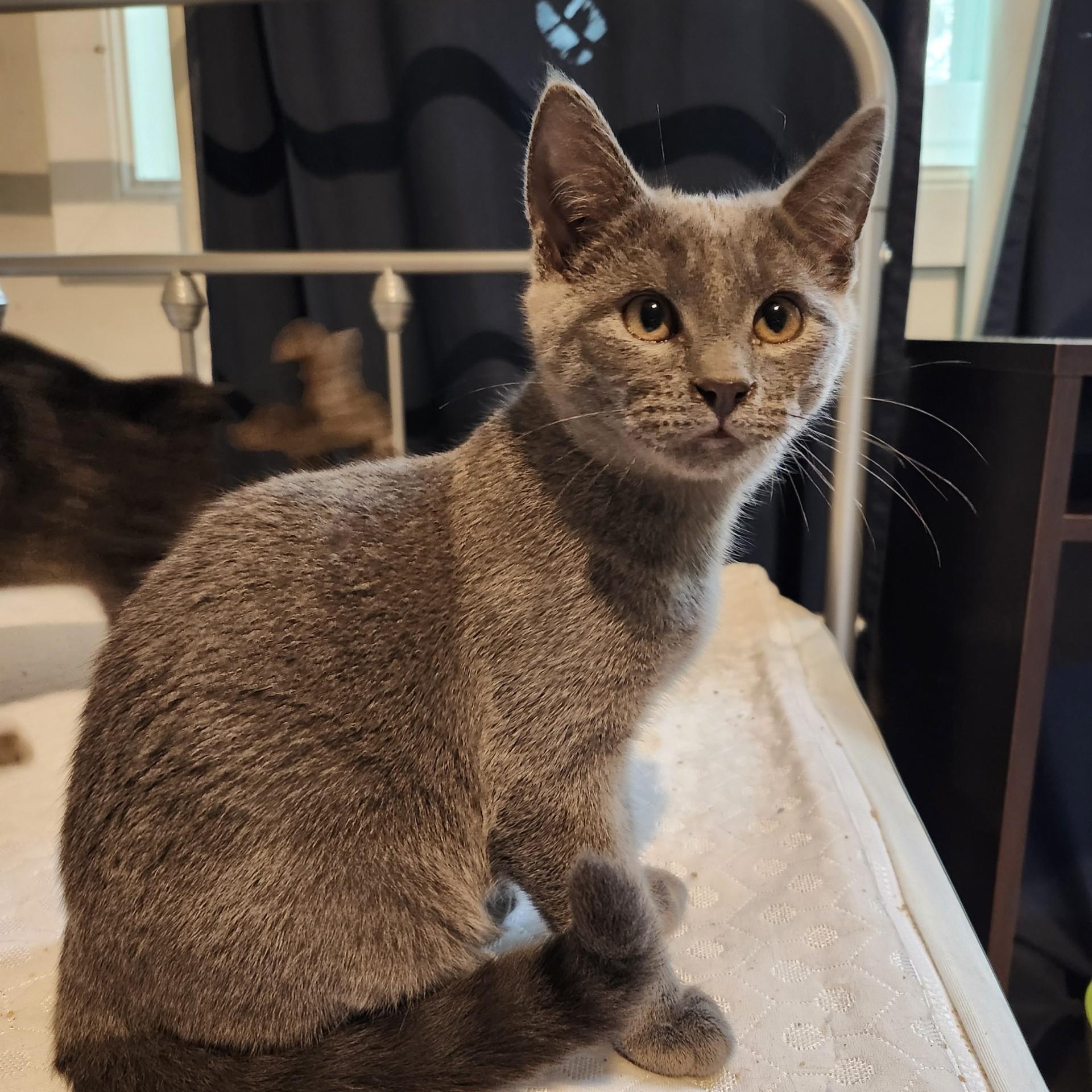 Turner INDOOR ONLY , an adopted mixed breed in Stockton, CA image 4/6