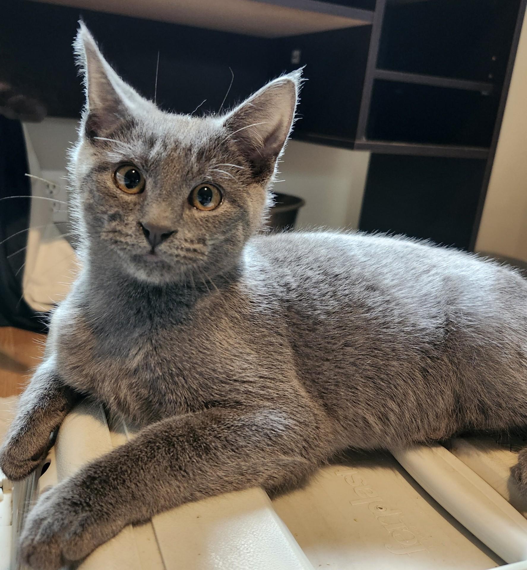 Turner INDOOR ONLY , an adopted mixed breed in Stockton, CA image 6/6