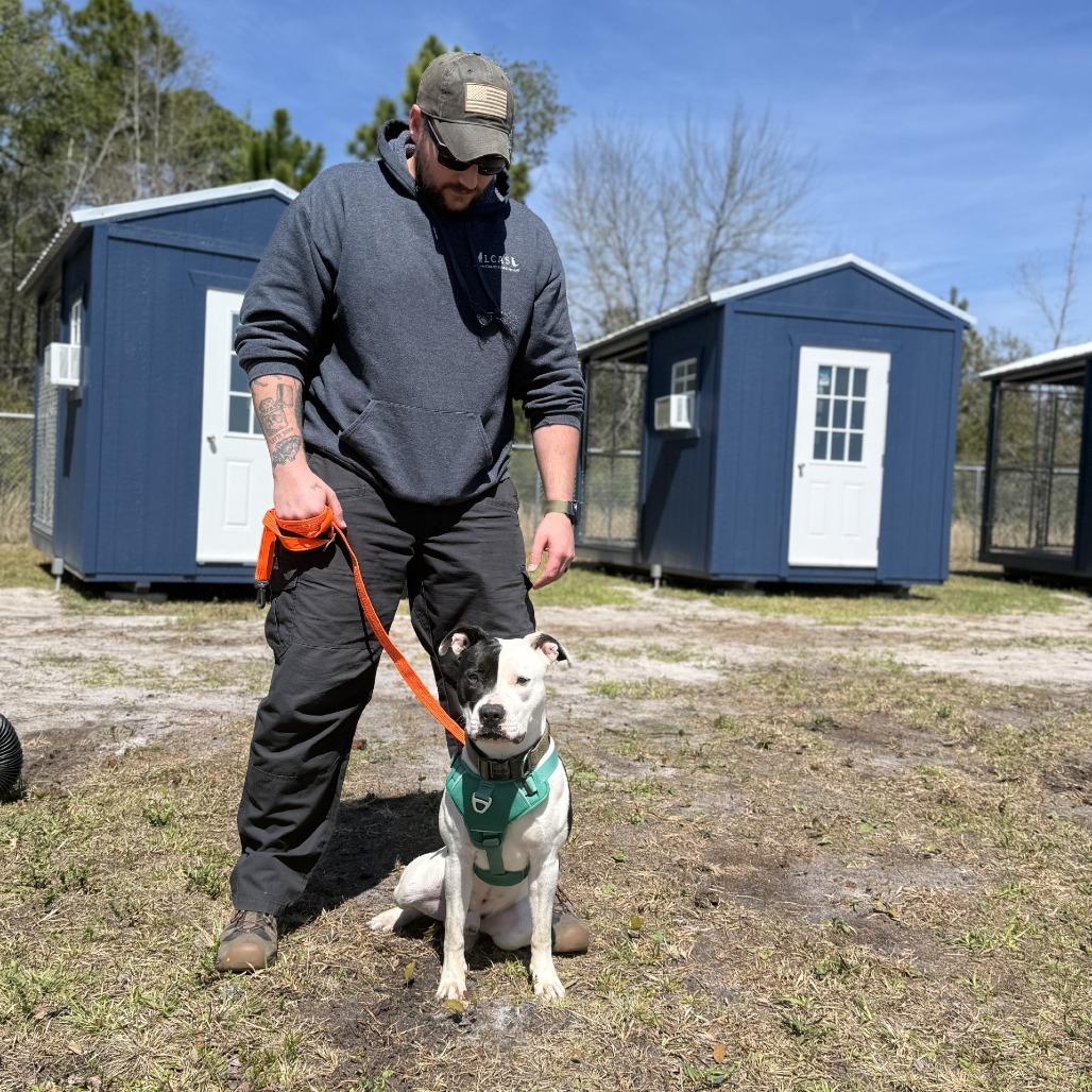 Enlarge Petey, a Adoptable Pit Bull Terrier in Hinesville, GA image 1/6
