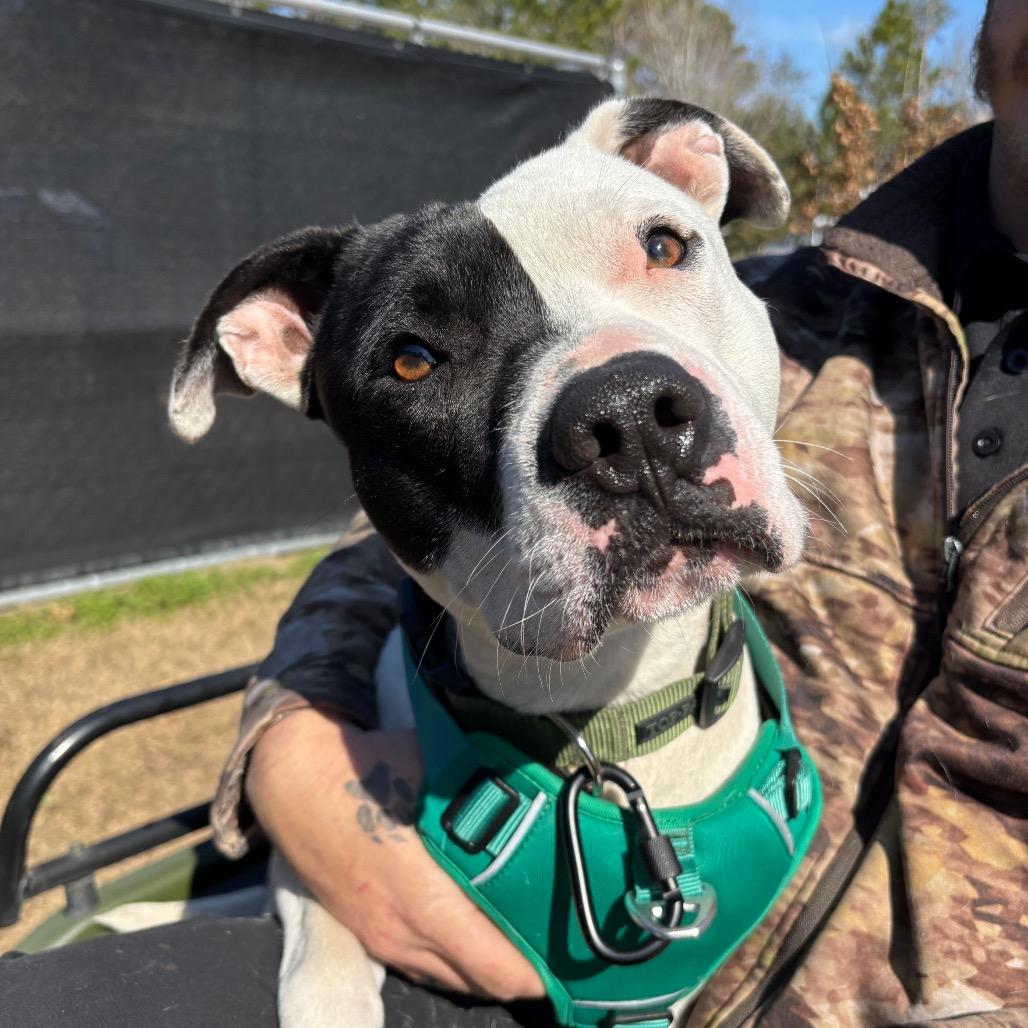 Enlarge Petey, a Adoptable Pit Bull Terrier in Hinesville, GA image 2/6