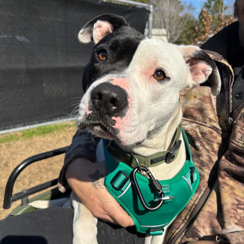 Enlarge Petey, a Adoptable Pit Bull Terrier in Hinesville, GA image 4/6