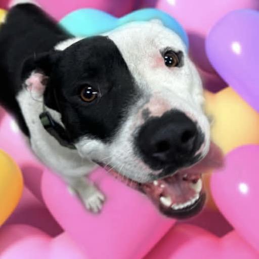 Enlarge Petey, a Adoptable Pit Bull Terrier in Hinesville, GA image 5/6