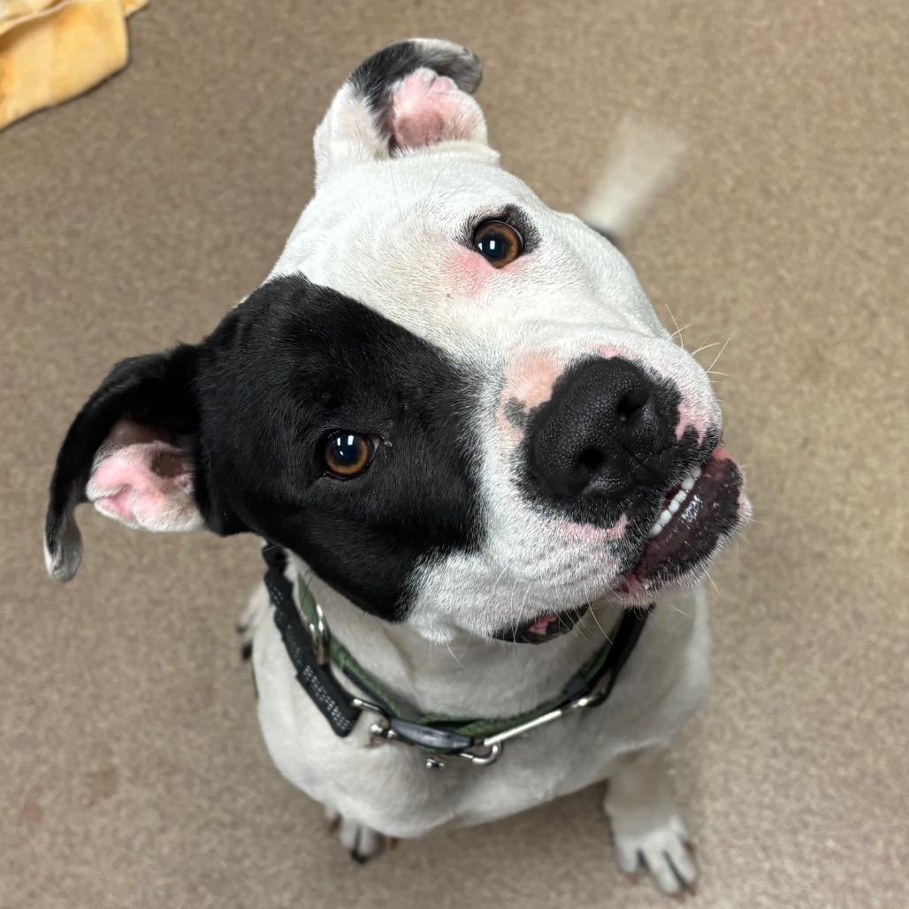 Enlarge Petey, a Adoptable Pit Bull Terrier in Hinesville, GA image 6/6