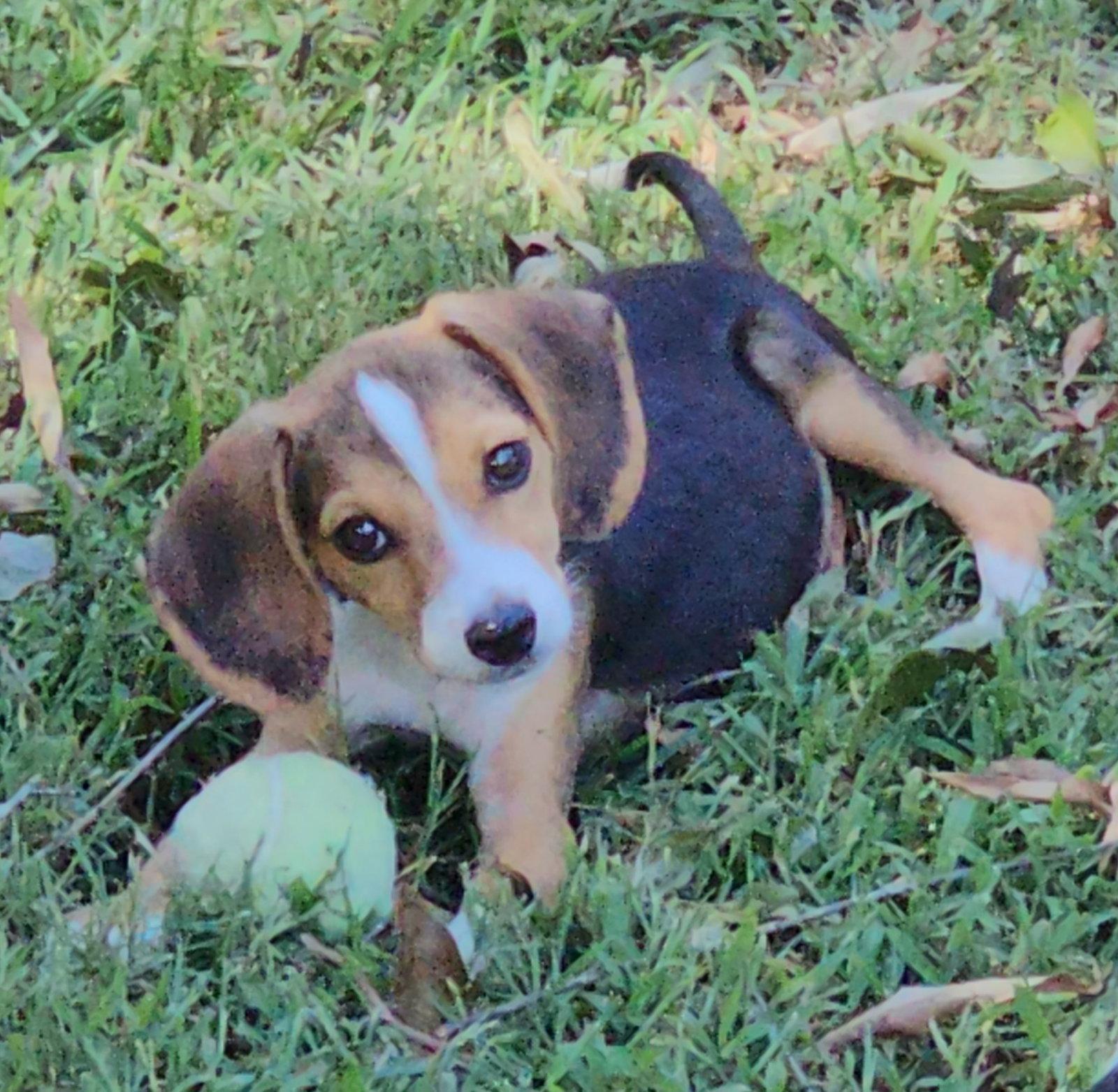 Bagel, Adopted, Puppy Male Beagle.