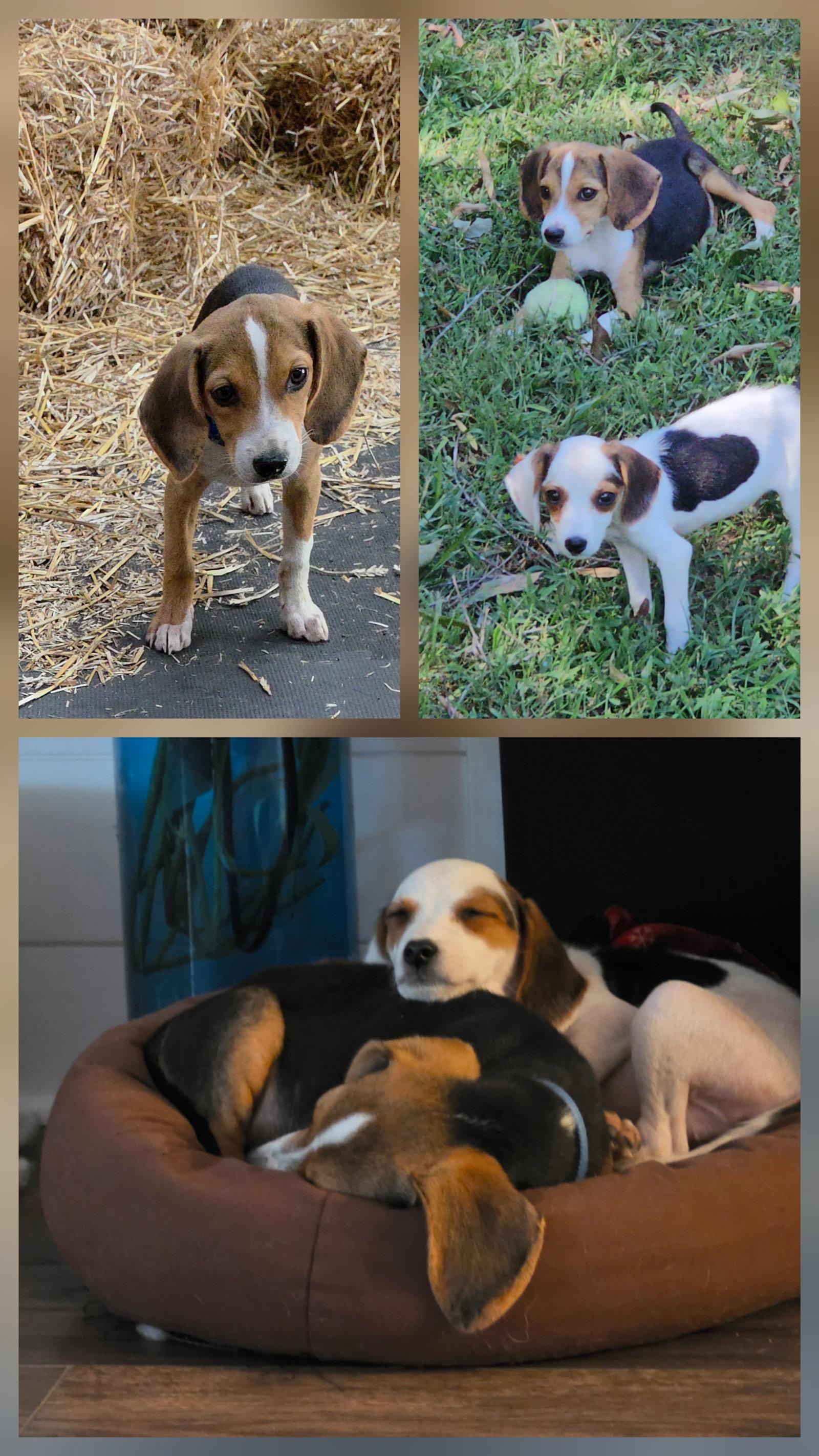 Enlarge Bagel, a Adopted Beagle in Allentown, PA image 3/3