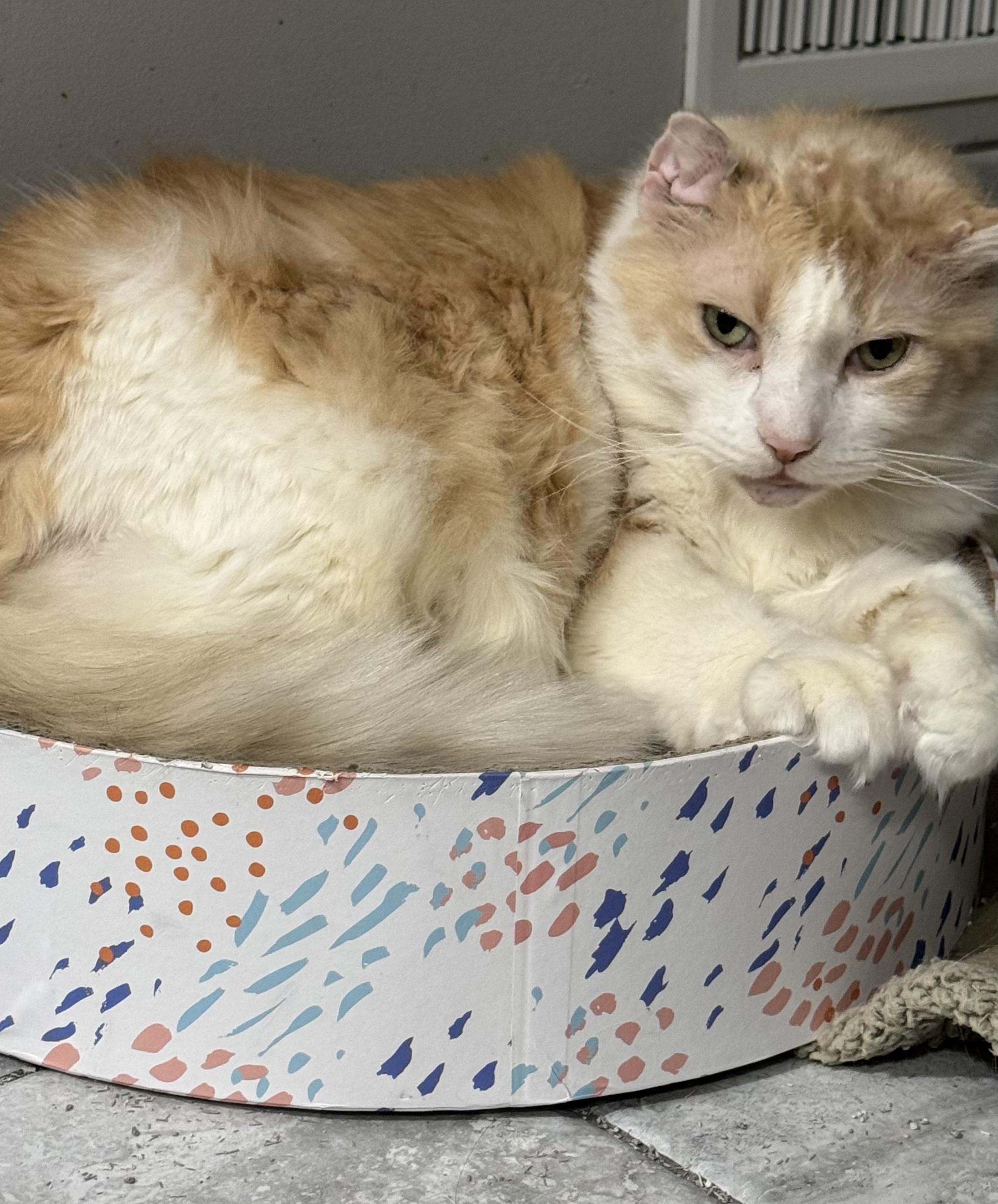 Enlarge Miss Meow, a Adoptable Domestic Long Hair in Perrineville, NJ image 1/1