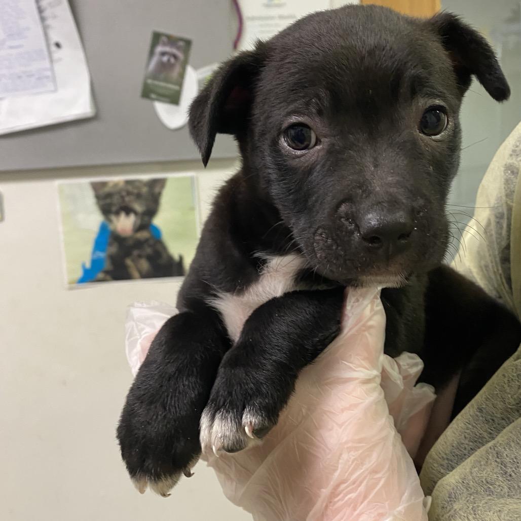Louise, Adoptable, Puppy Female Mixed Breed.
