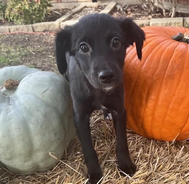 KOSMO, Adoptable, Puppy Male Terrier.