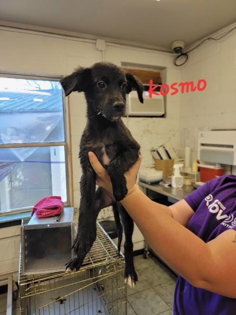 Enlarge KOSMO, a Adoptable mixed breed in fort worth, TX image 3/6