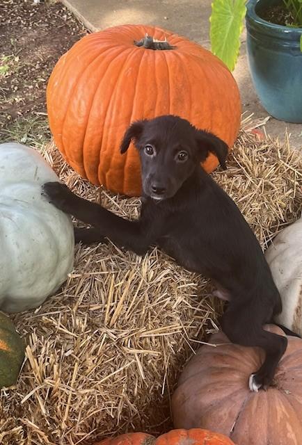 Enlarge KOSMO, a Adoptable mixed breed in fort worth, TX image 4/6