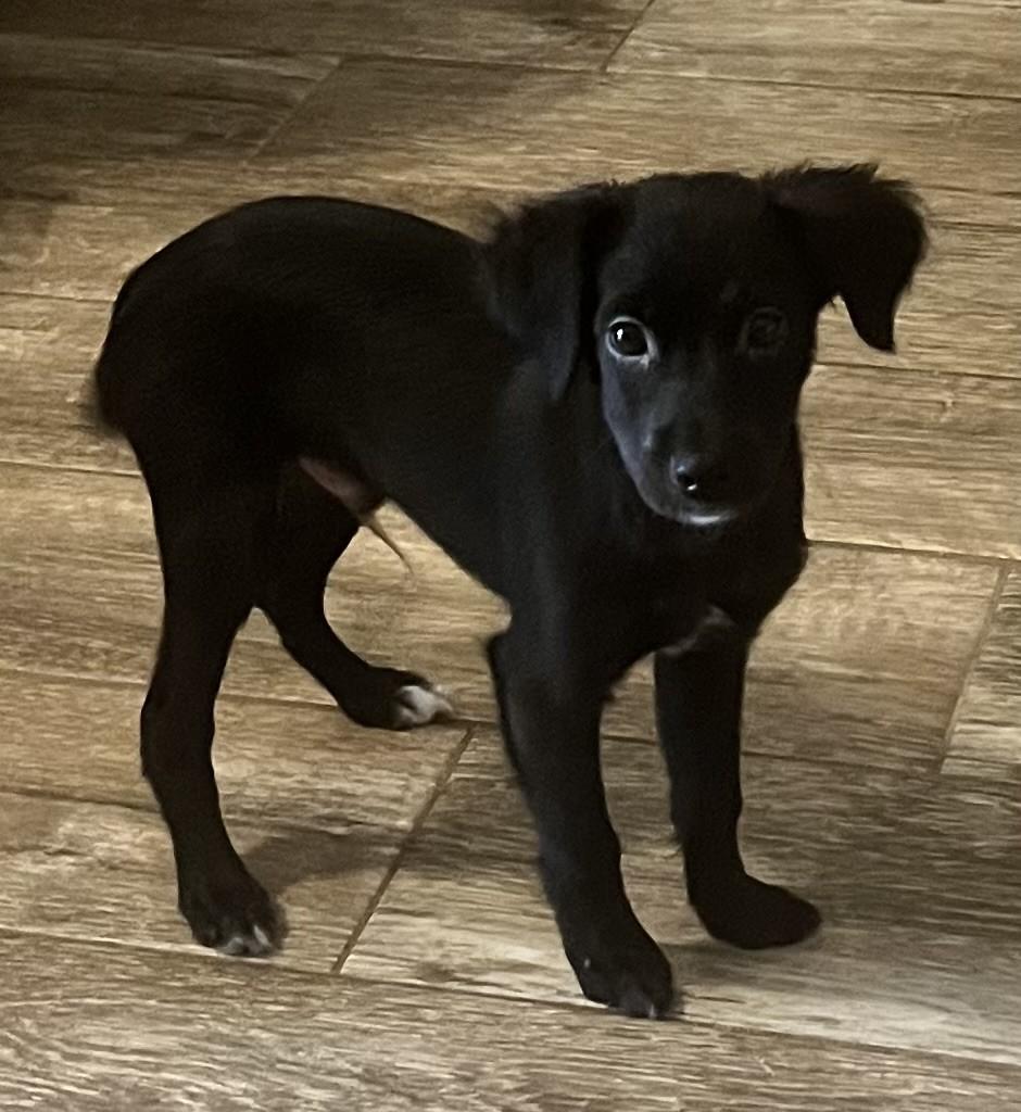 Enlarge KOSMO, a Adoptable mixed breed in fort worth, TX image 5/6