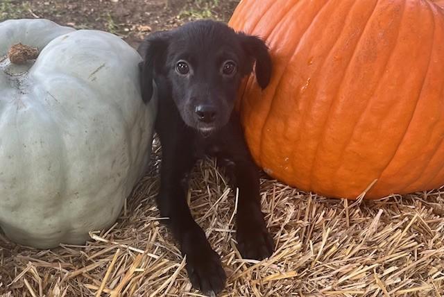 Enlarge KOSMO, a Adoptable mixed breed in fort worth, TX image 6/6