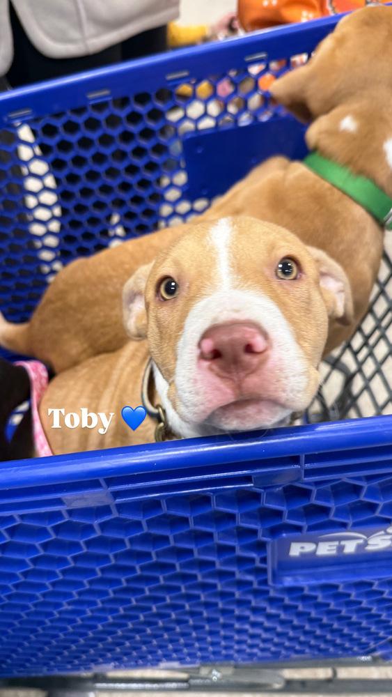 Tobi  (Paulsboro 3), Adoptable, Puppy Male Pit Bull Terrier & Mixed Breed.