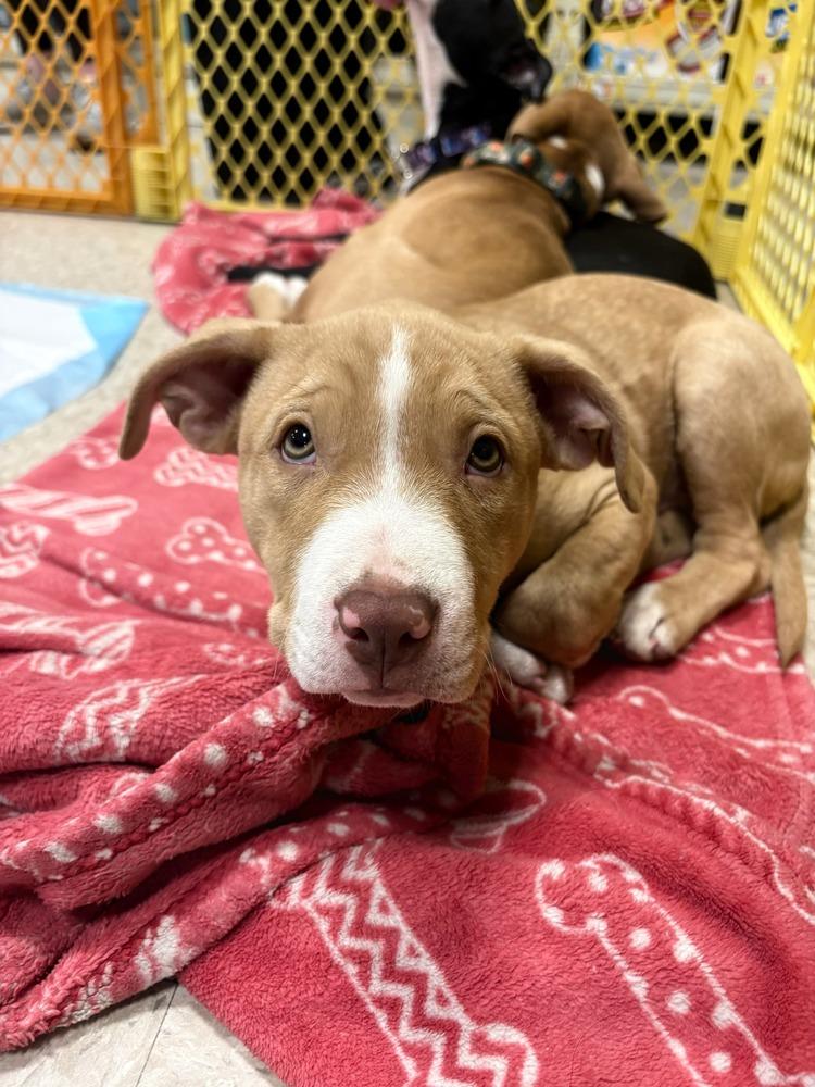 Tobi (Paulsboro 3), a Adoptable mixed breed in Wenonah, NJ image 3/3