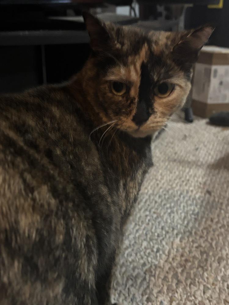 Nutmeg, Adoptable, Young Female Domestic Short Hair & Domestic Short Hair.