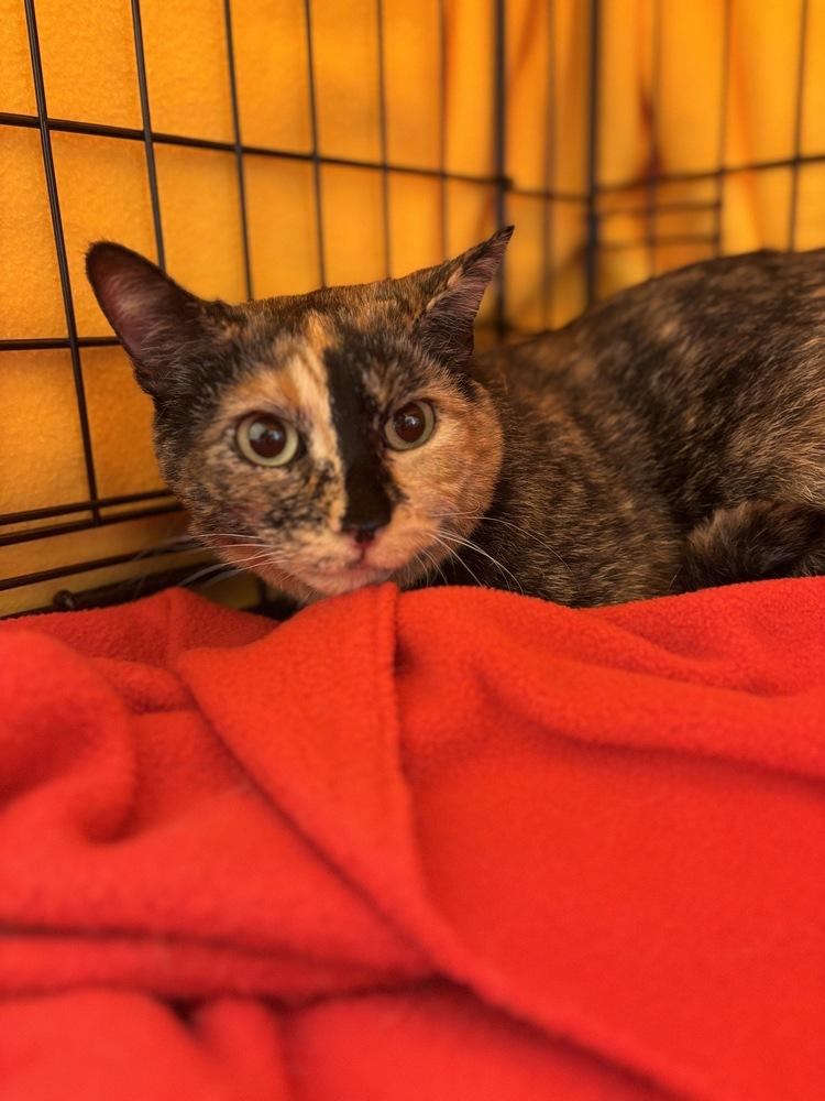 Enlarge Nutmeg, a Adoptable mixed breed in Cleveland, OH image 2/3
