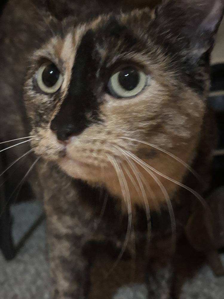 Enlarge Nutmeg, a Adoptable mixed breed in Cleveland, OH image 3/3