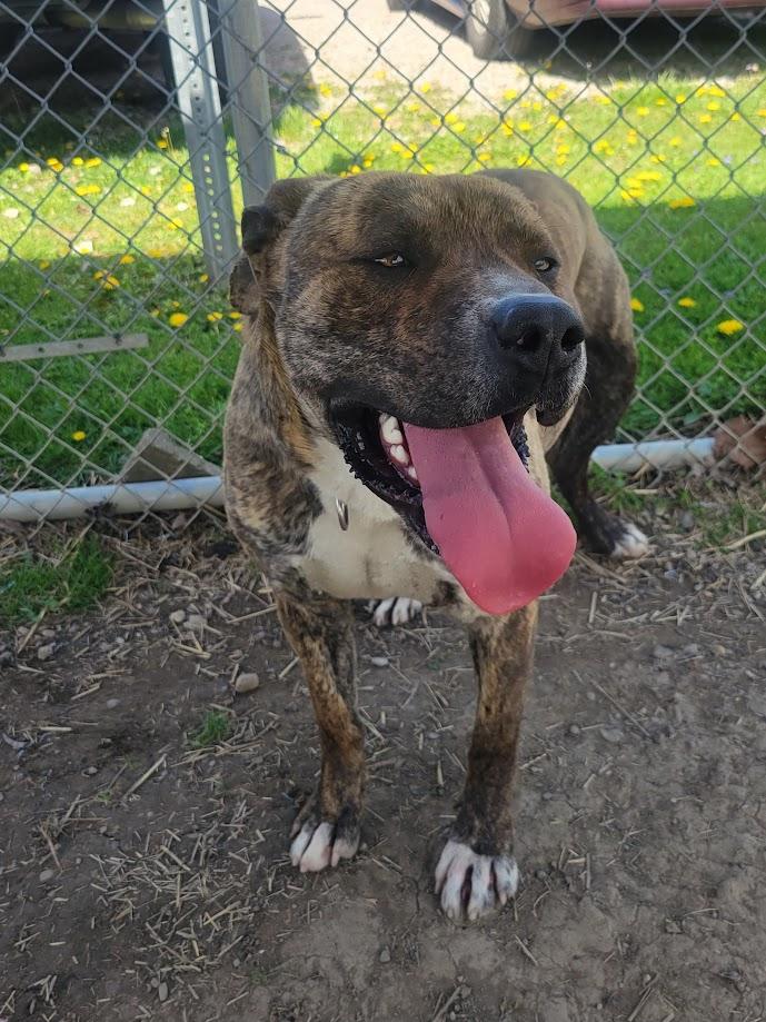 Akins 152-25 (cell dog), a Adoptable mixed breed in Cambridge, OH image 1/5